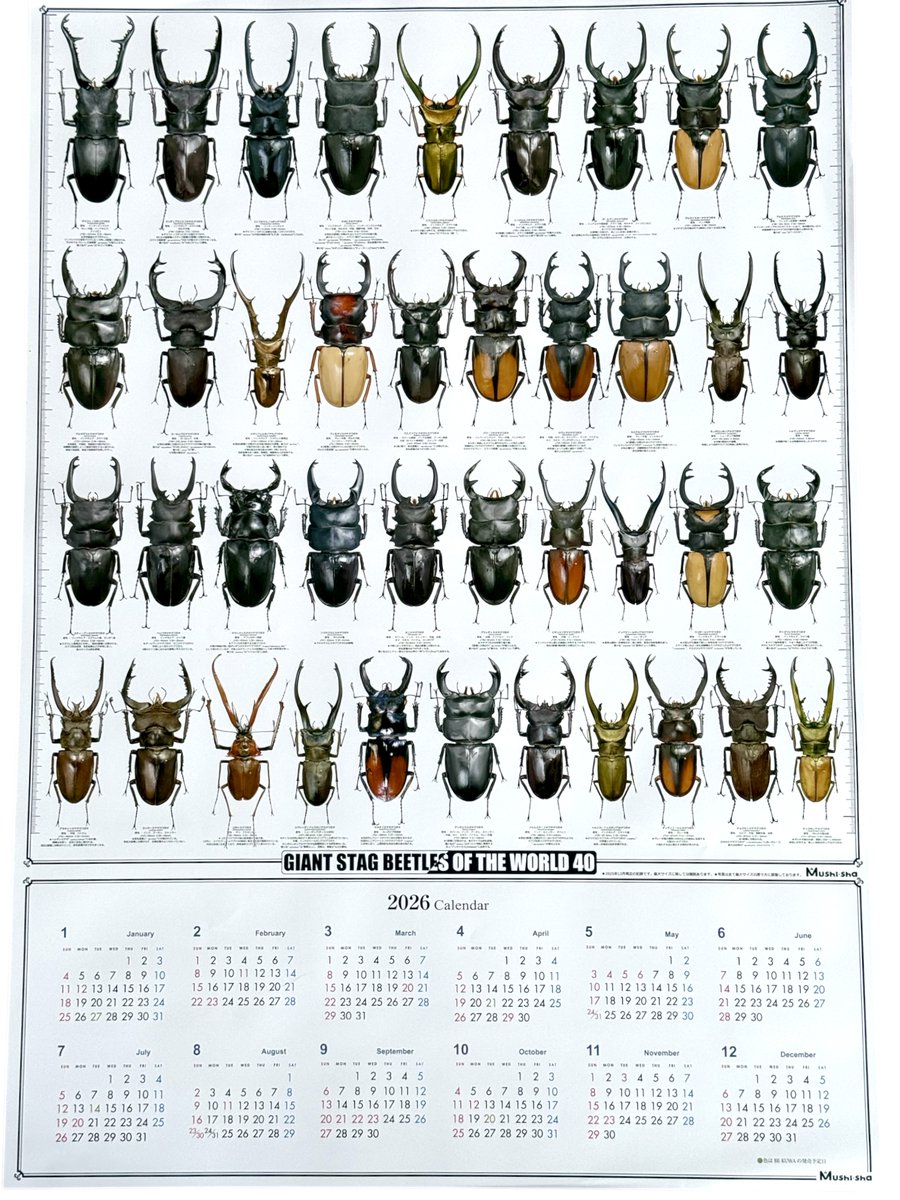 九十九里クワガタファーム (@99kuwa) / Posts / X