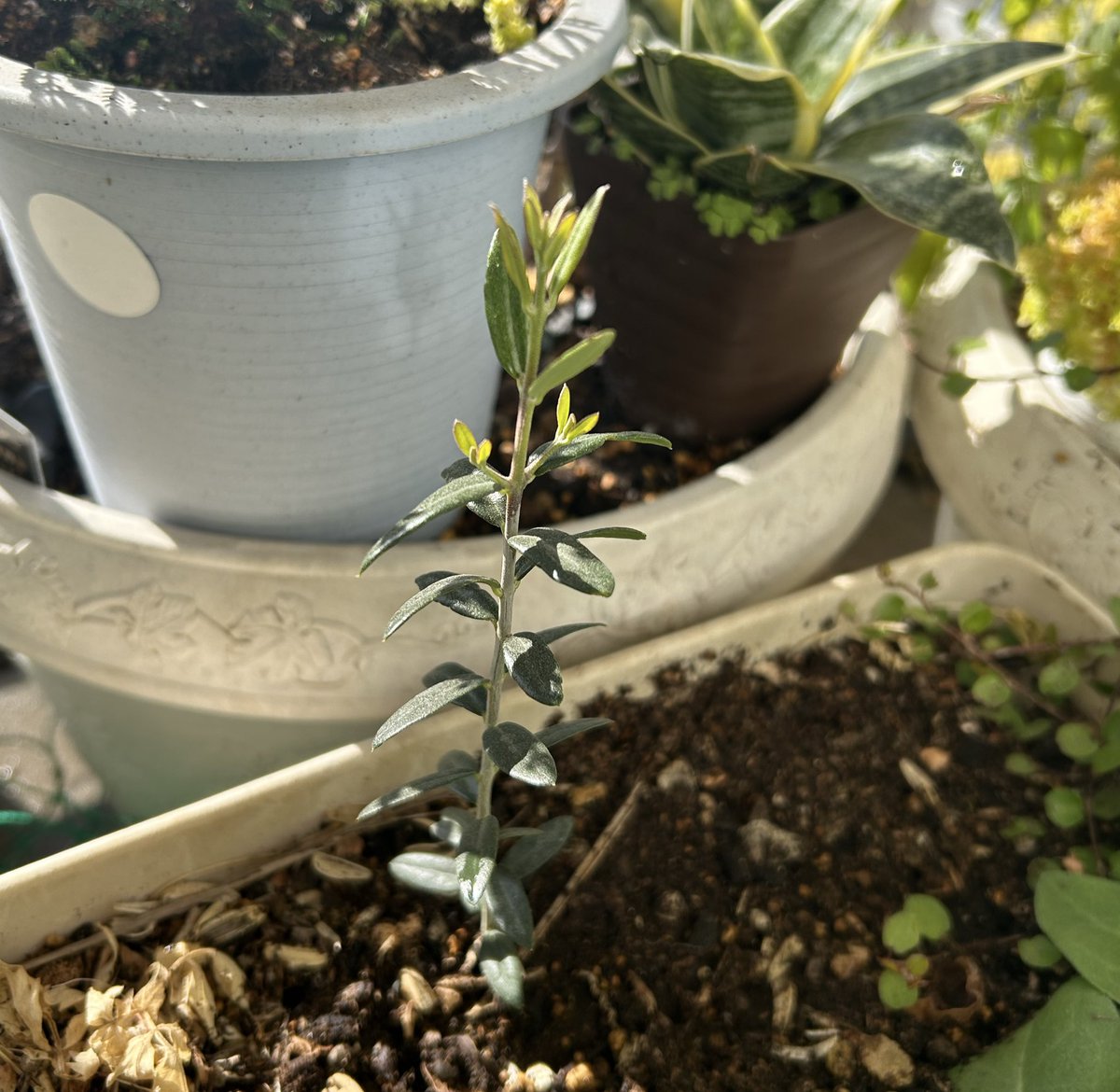 tanipom13's tweet photo. 植えた覚えのない、ひょろ長い木？、もしかしてオリーブかと思い、Googleで画像検索したら、ピクアル種のオリーブの木らしい。
鳥のお裾分け？、越冬してくれたら、大切に育てよう

#菜園 https://t.co/xeW3shAL4w