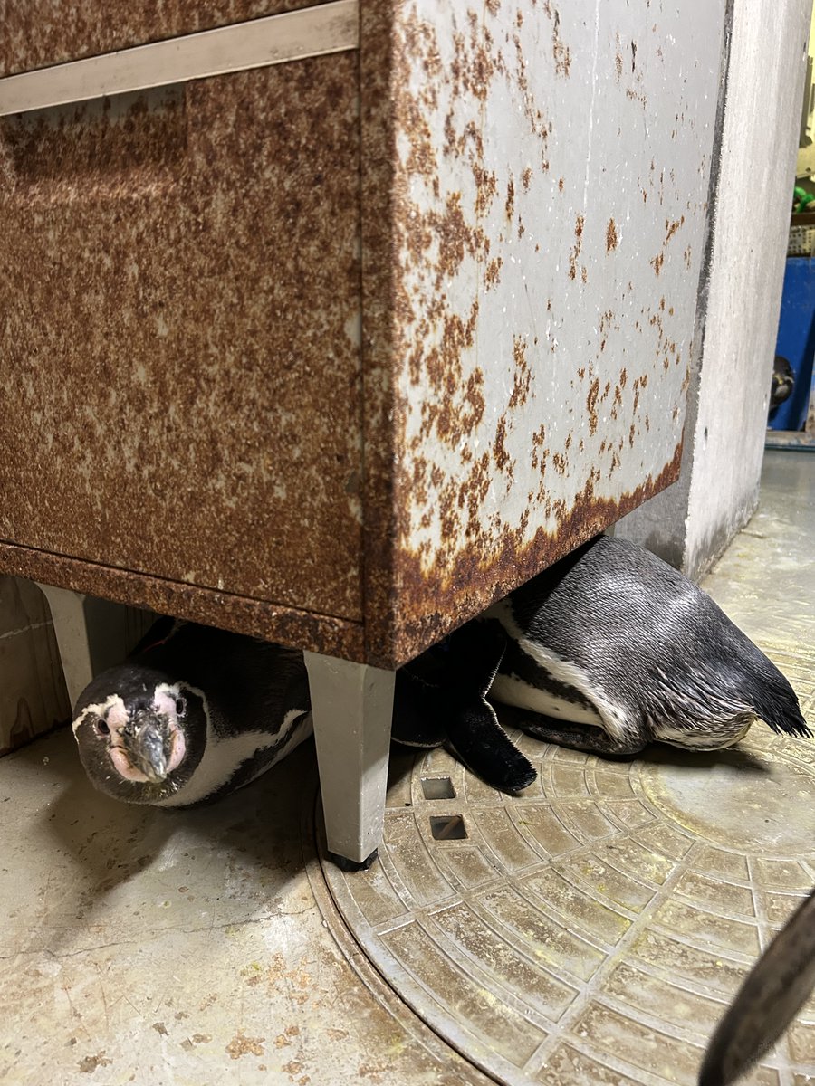 マジシャンペンギン登場！！ タネも仕掛けもないペンギンの体が