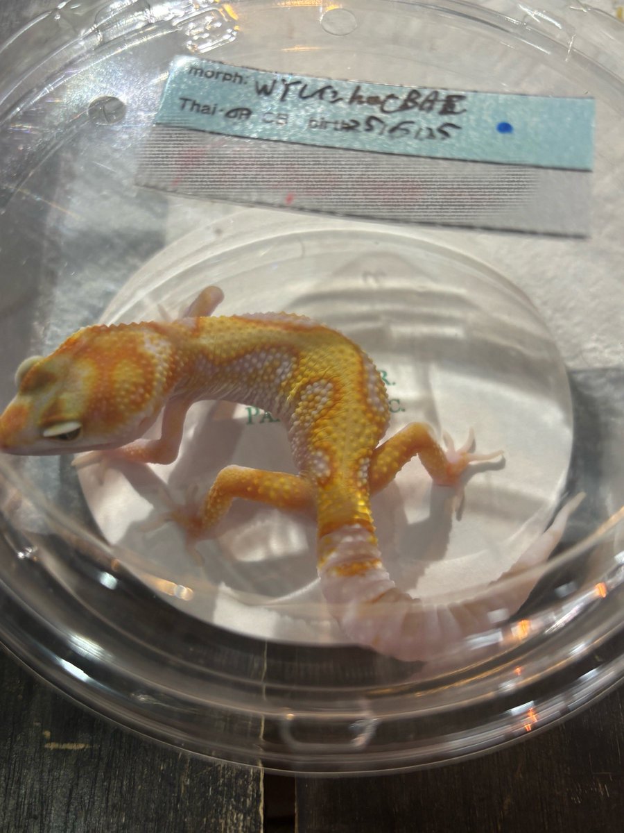 RESERVOIR.exotics (@Reservoir_ex) / Posts / X