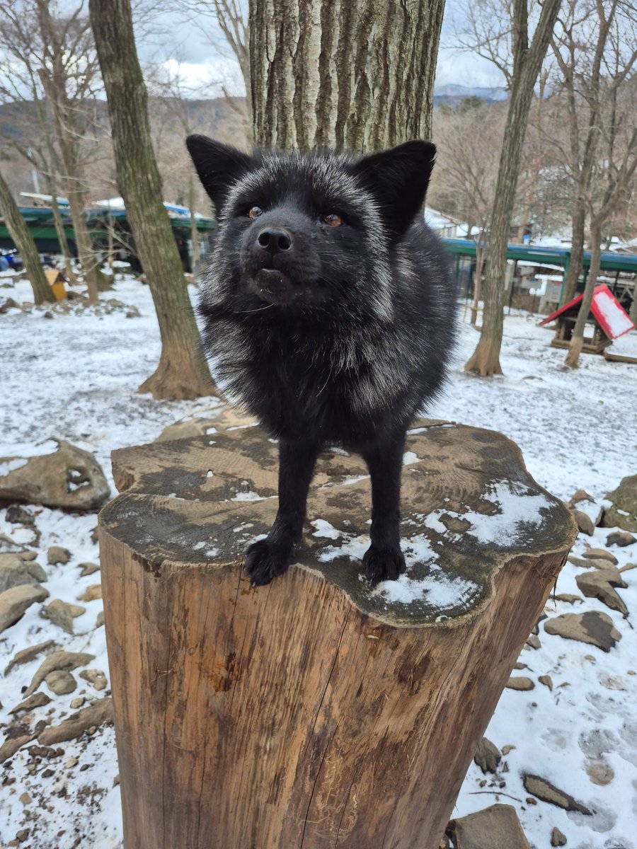 ふさまる (@fusafusa_oo) / Posts / X