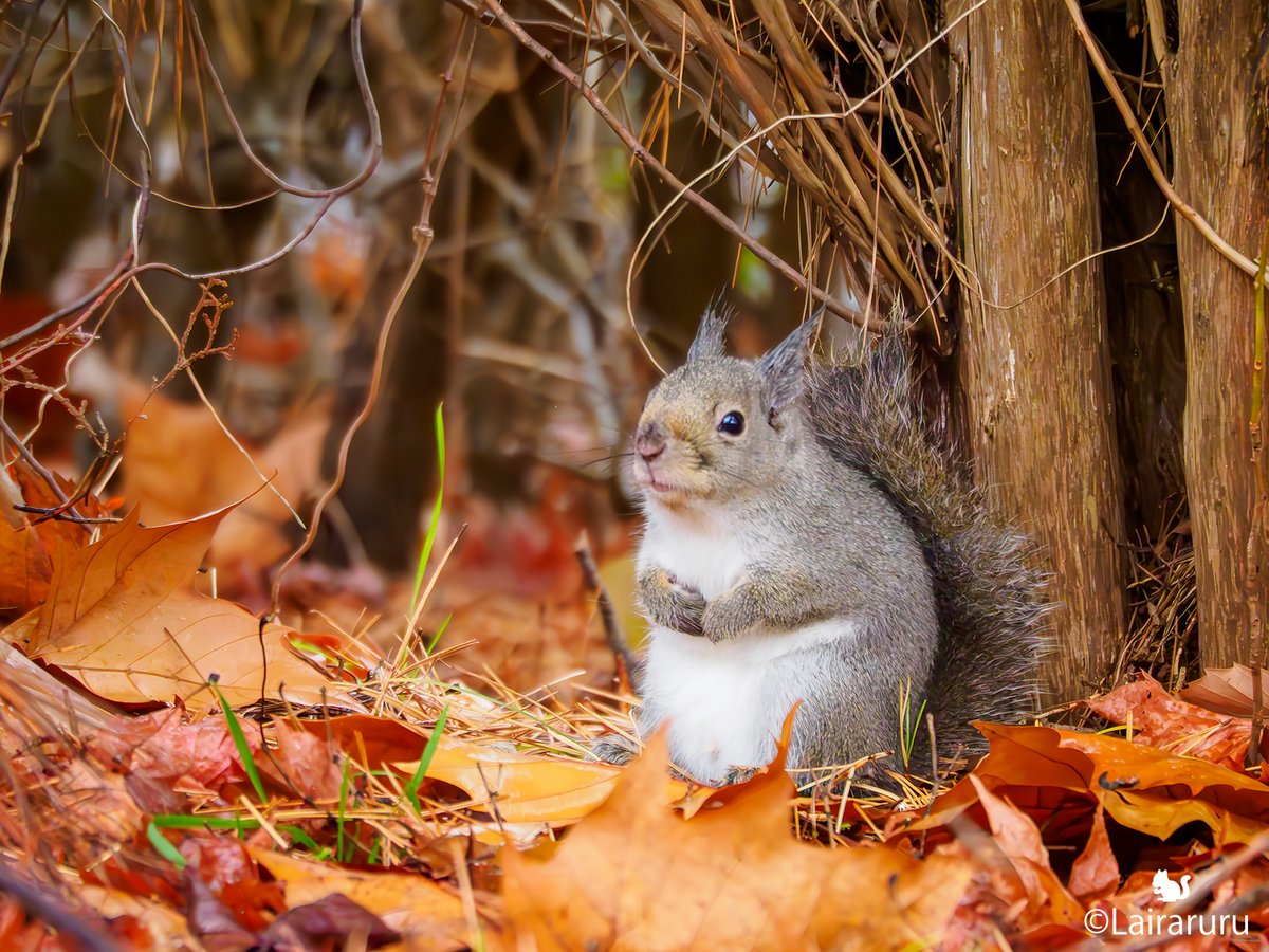 りすぼうけ❔
こんなガチャが欲しい🤩💨
#ニホンリス　
#Squirrel　
#妄想るるワールド