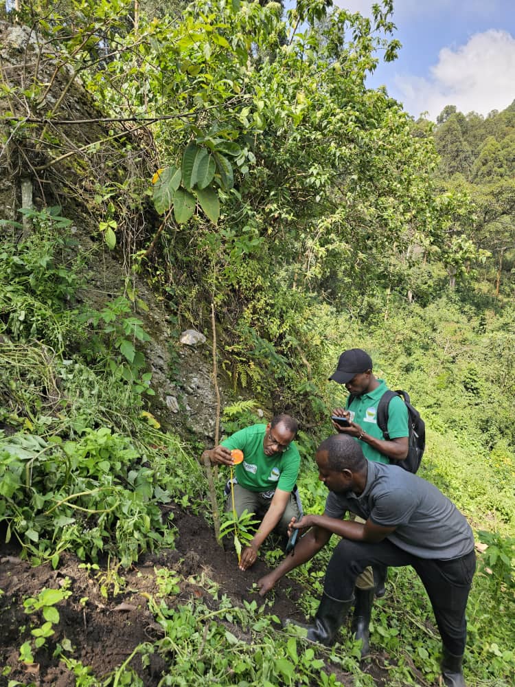 ecosev_uganda's tweet photo. ECOSEV-U staff, alongside local partners from the Ndangara–Nyakiyanja Parishes Twimukye group, conducted a monitoring visit to check on planted medicinal trees in degraded areas of Kalinzu Forest Reserve. 
#Restoringnature 
#MedicinalPlantsConservation https://t.co/2m9VL1Bmx1