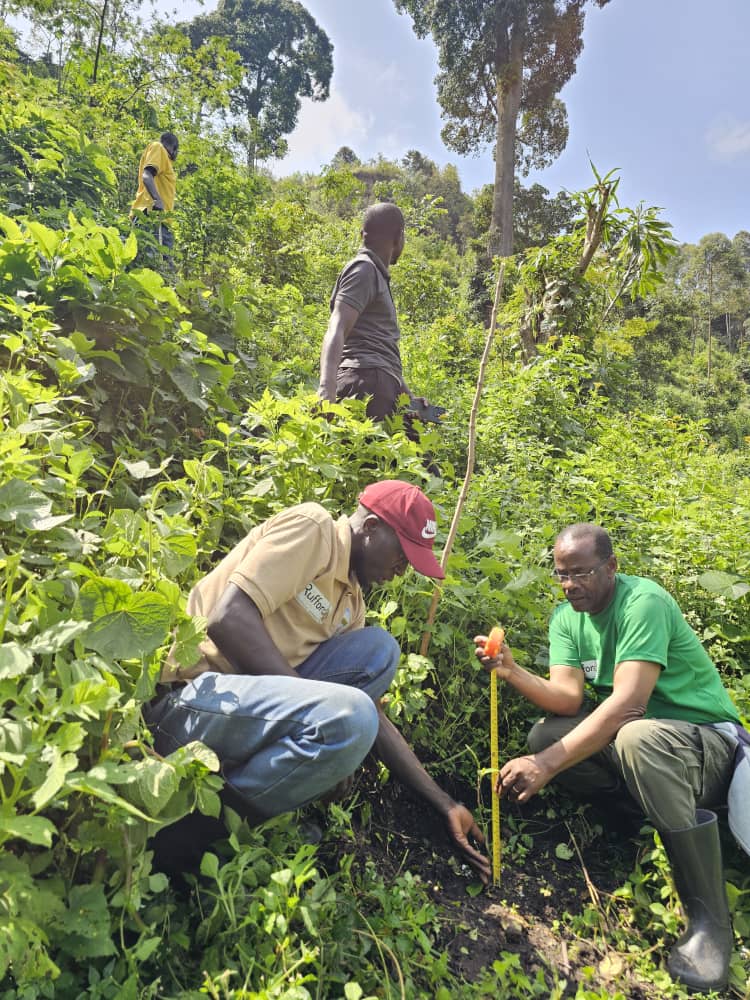 ecosev_uganda's tweet photo. ECOSEV-U staff, alongside local partners from the Ndangara–Nyakiyanja Parishes Twimukye group, conducted a monitoring visit to check on planted medicinal trees in degraded areas of Kalinzu Forest Reserve. 
#Restoringnature 
#MedicinalPlantsConservation https://t.co/2m9VL1Bmx1