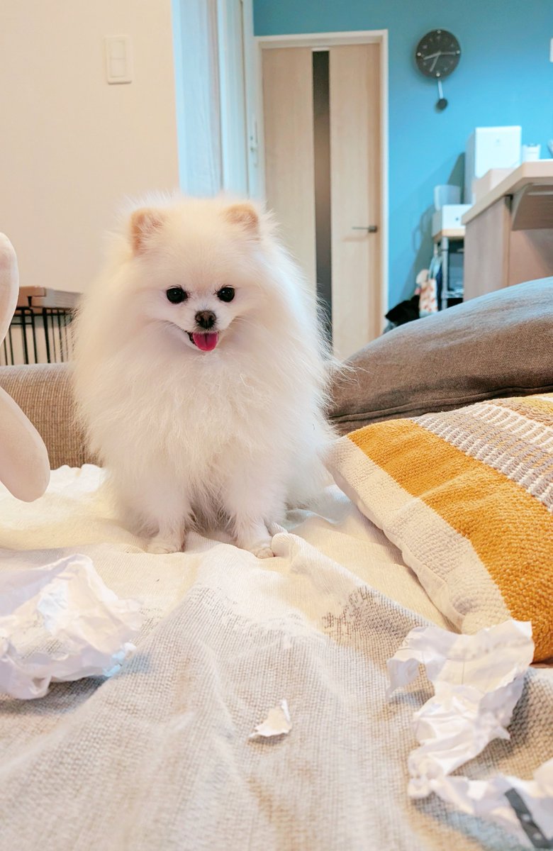 おこめ屋 (@chimaki0328) / Posts / X