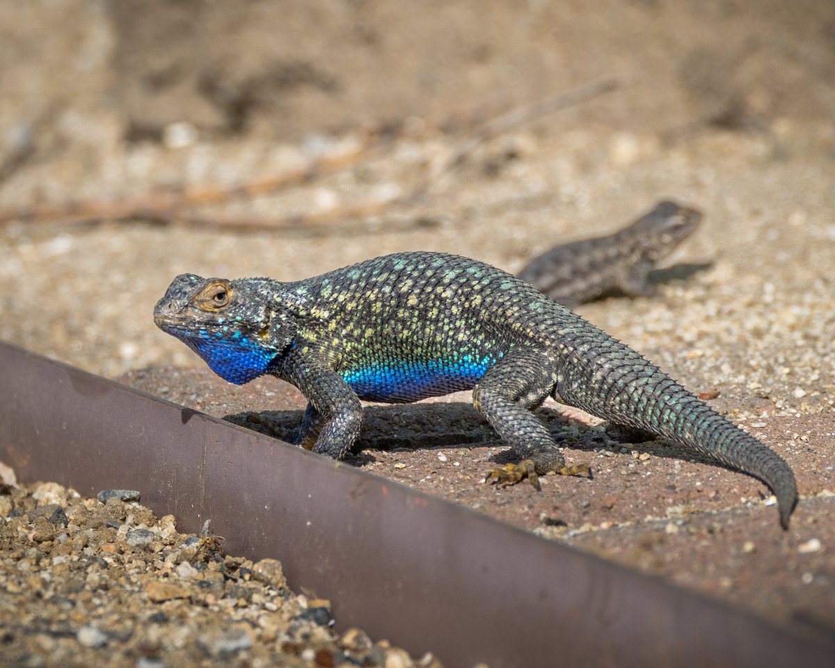 aHeartSoFull's tweet image. Love them or hate them...
Today's Photography Challenge is: "REPTILES"

QP or Repost your favorite image of a reptile.

#reptiles #turtle #frog #lizard