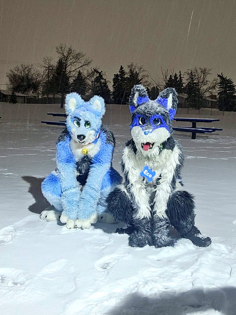 AuroraWusky69's tweet photo. I hope it's not too late to say happy fluffy fursuit Friday and there's no better way to spend it than with your best friend in the snow โ๏ธ๐พโจ๏ธ๐
๐บ Eric the sea wolf visiting eco
#FursuitFriday #snowday #fursuit #furry #cute #wusky https://t.co/bCwRqScVrc