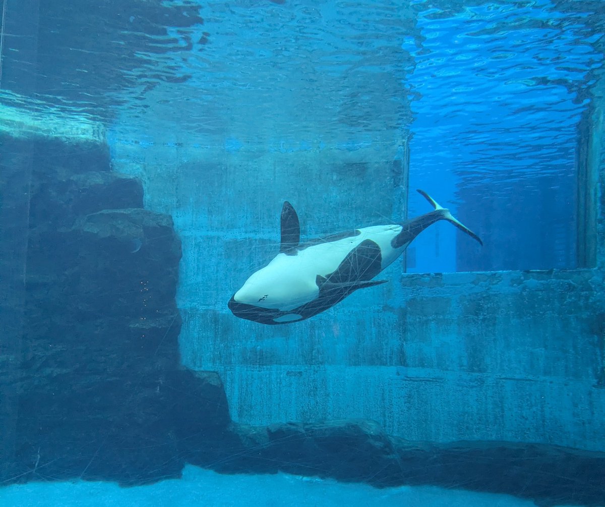 404 not found tweet media