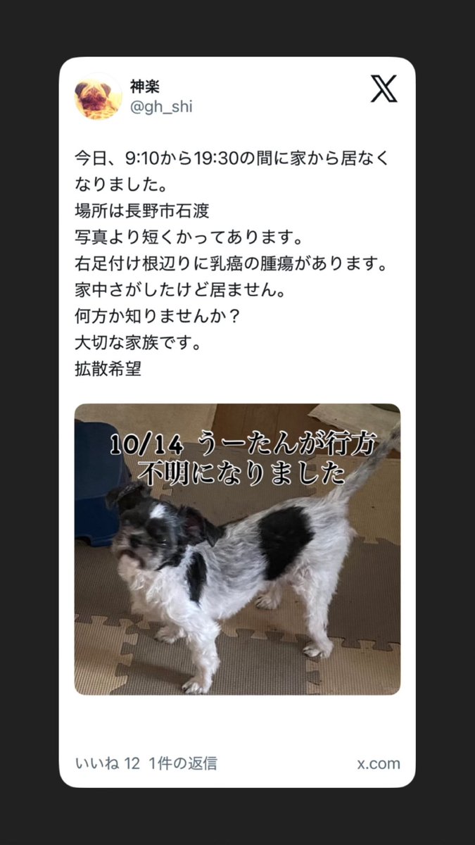 gh_shi's tweet photo. うーたんが突然消えて明日で2ヶ月。
一日たりとも忘れた事ないし、帰って来てくれるのを待ってるよ。
今、何処にいるの？
お母さん、淋しいし、辛い。
楽も淋しいって、毎日鳴いてるよ。
予約してた美容院もキャンセルして…
喪失感しかなくて…
うーたん、会いたいよ…
会いたくて仕方ないよ… https://t.co/ck0mjApPft