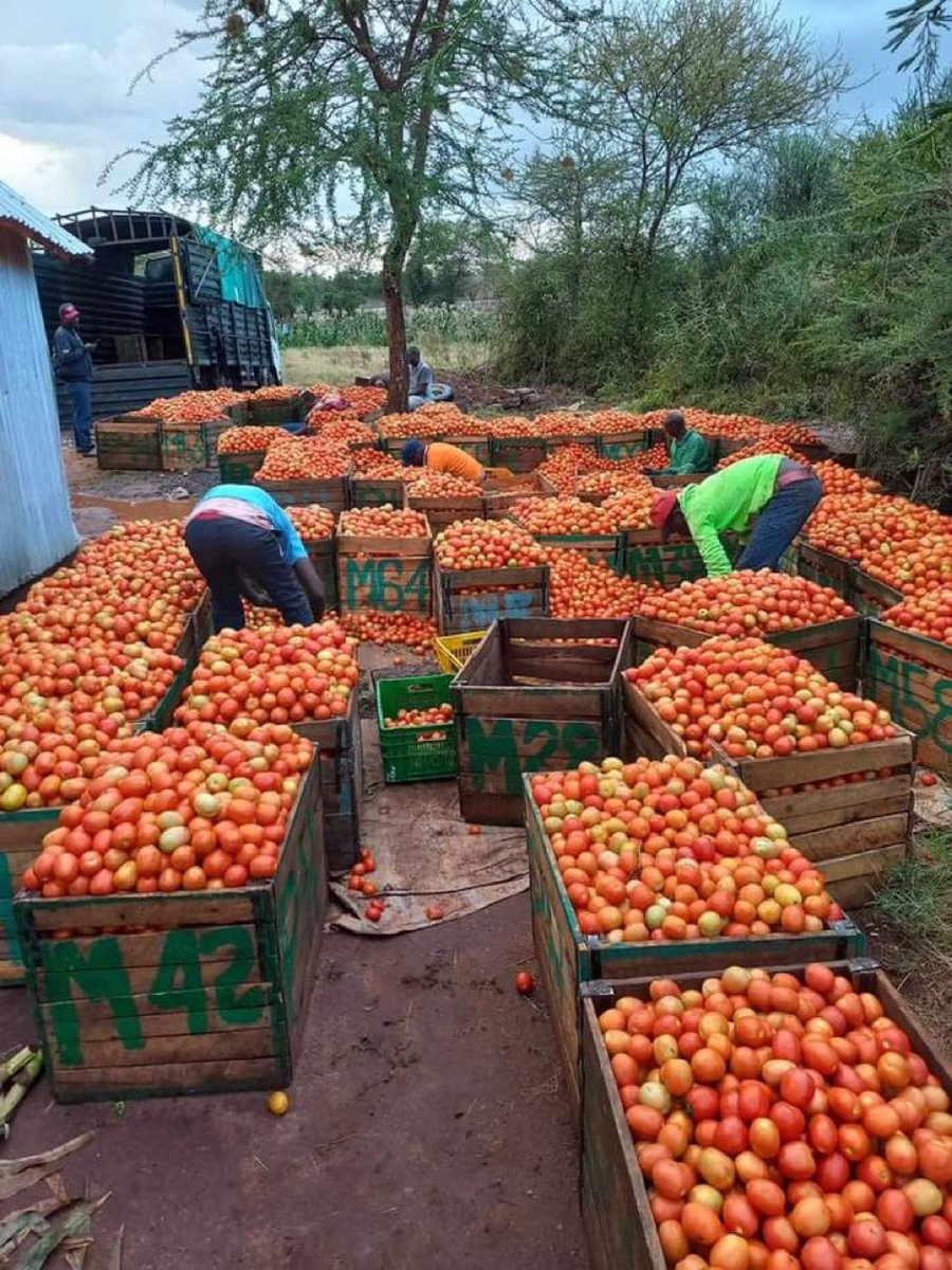 Tomato farming  is a paying Agribusiness  venture  when done right!