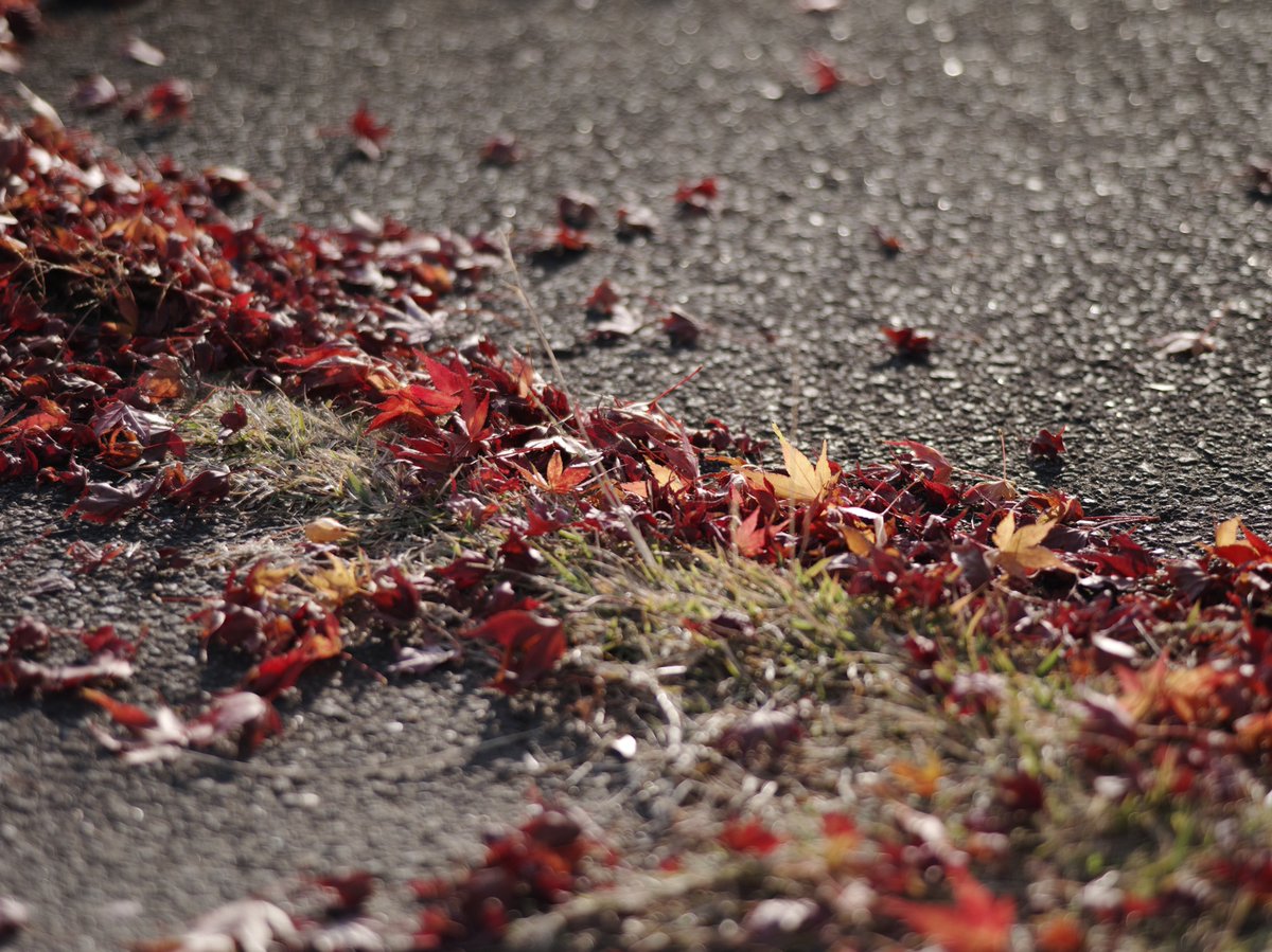 さらしな (@sara_4ee7) / Posts / X