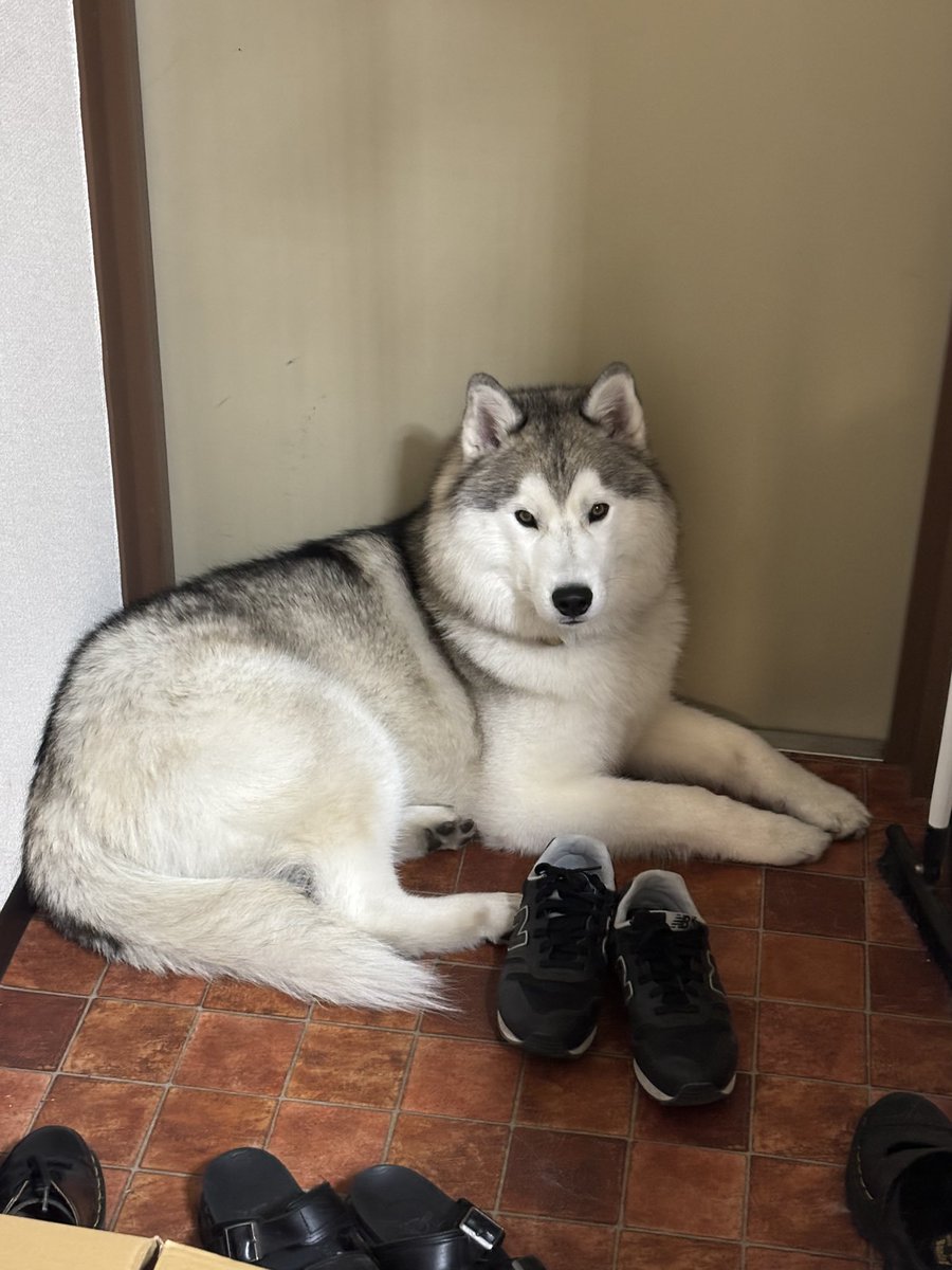 ガブちゃん (@rn2312412) / Posts / X