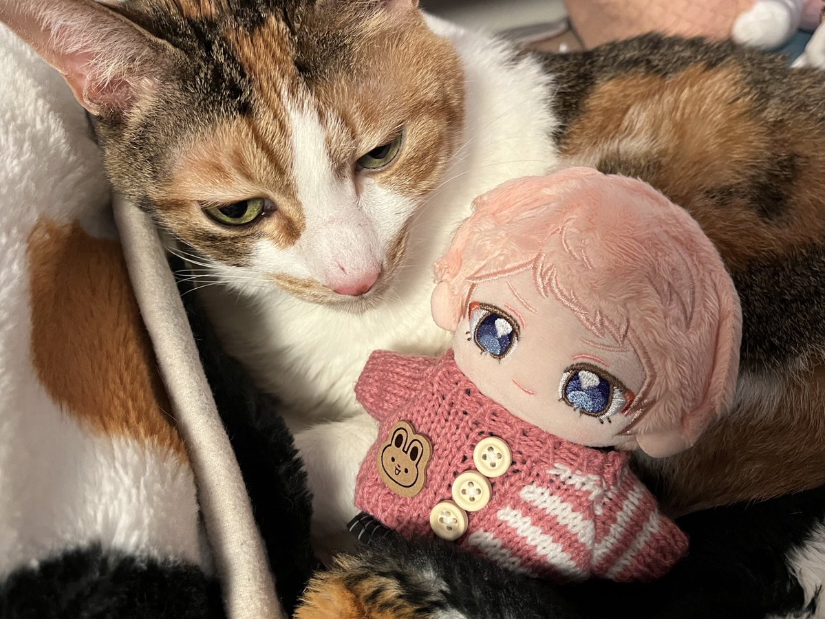 Post by ゆぱ on X: にゃー🐱