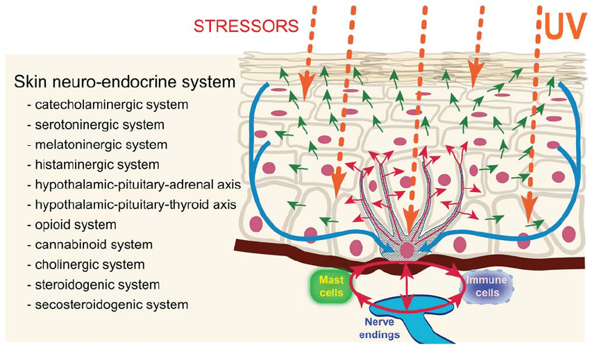 jack_schroder_'s tweet photo. Think of your skin as a giant panel that responds to your environment - light, microbes, and touch - sending shockwaves of energy/information to the nerves, fascia, and immune cells embedded within it.

Your skin is an external neuro-endocrine-immune interface, rather than just a passive barrier. 

It senses stressors (UV light, pollution, microbes, mechanical input) and locally responds by increasing certain hormones, neurotransmitters, cytokines, and redox signals accordingly.

Your skin expresses its own local versions of the HPA and HPT axes, and also produces on-demand catecholamines, serotonin, melatonin, opioids, endocannabinoids, and steroid hormones, and communicates bidirectionally with nerves, immune cells, and the brain.

It interprets the environment and decides how your biology should respond, and acts like a Bluetooth pairing device with your gut and eyes/brain.