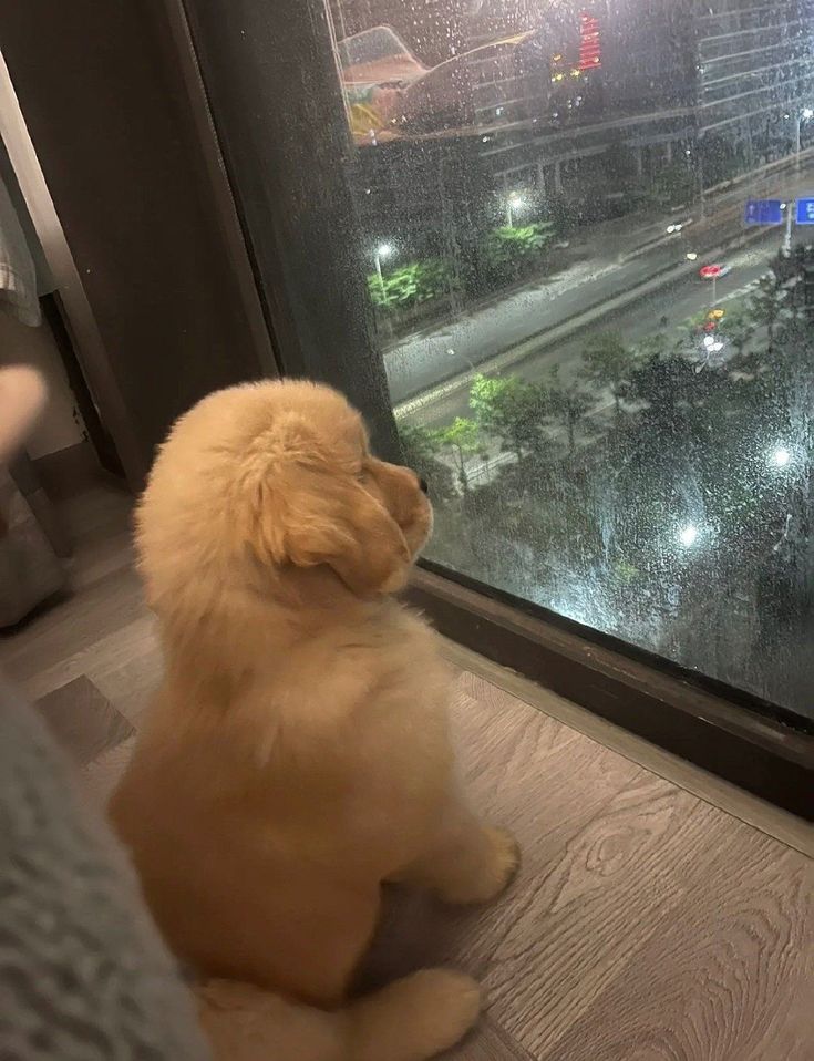 Doglover tweet media