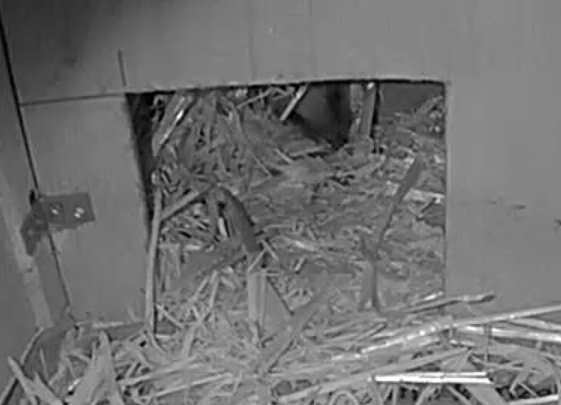 squirrelpics1's tweet image. Guten Morgen ☕ 🥐
Die Igelparty war letzte Nacht ziemlich schnell vorbei.
Ich habe eben in die Gehege geschaut &amp;amp; durfte den kleinen Trommler sehen, wie er mit seinem Köpfchen schlafend aus seinem Schlafhaus ragt. Schlaf gut, mein Kleiner 😘🦔
#Igel #GartenTiere #überwinterung