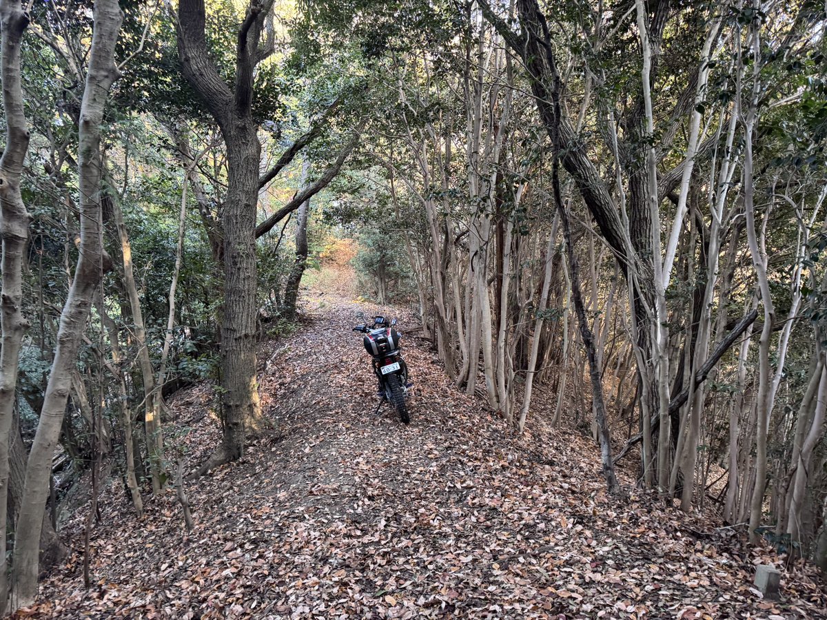 いい林道見つけたって思ったけど、倒木とか色々あって引き返してきた。