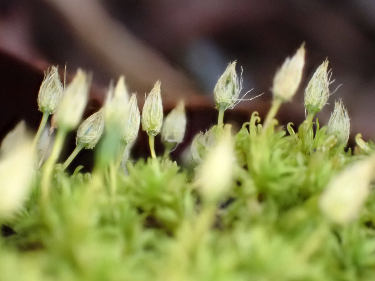 寒いからね
みんなふかふかの帽子かぶってます
ミノゴケさん達(たぶん)😊