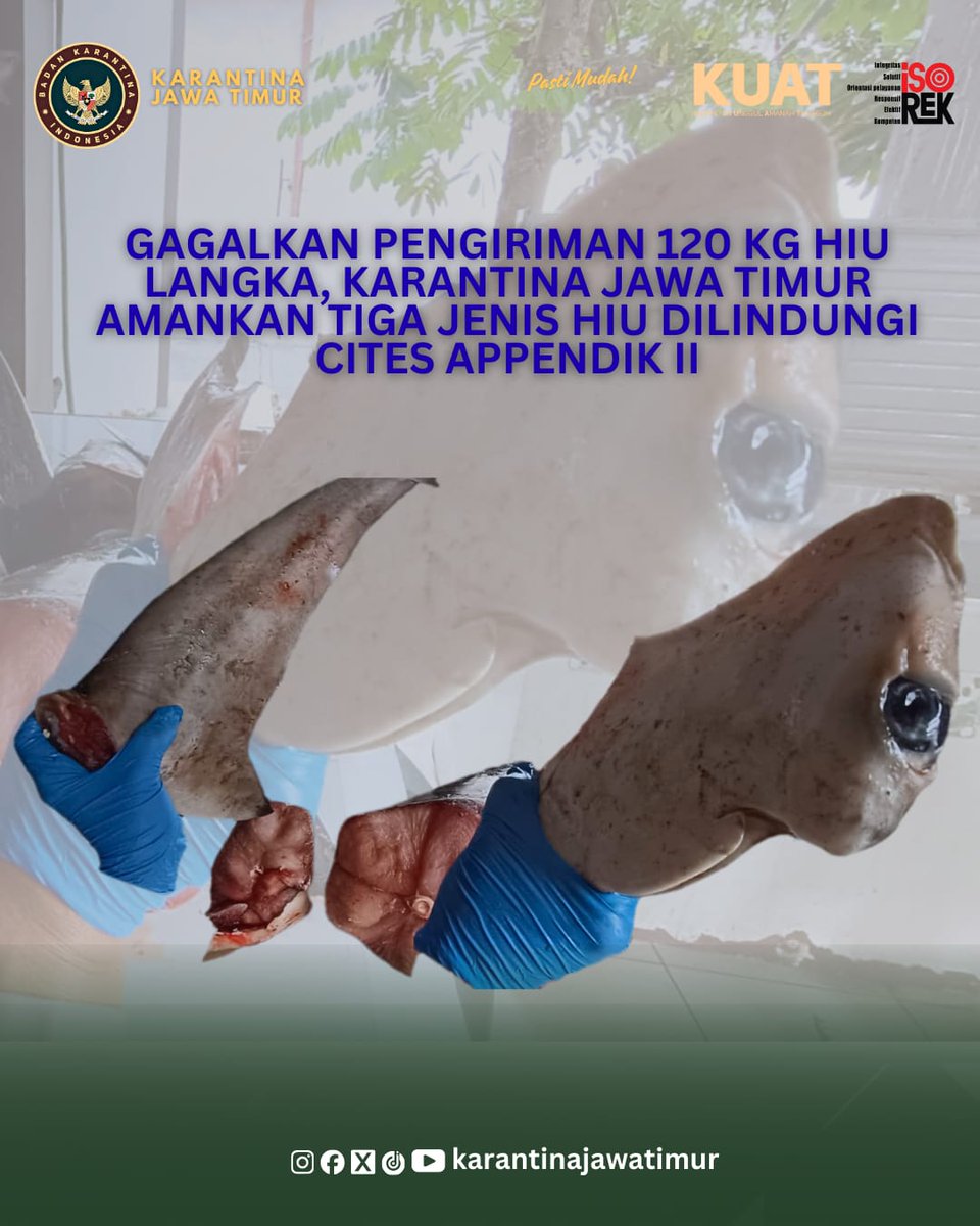 karantinajatim's tweet photo. Gagalkan Pengiriman 120 Kg Hiu Langka, Karantina Jawa Timur Amankan Tiga Jenis Hiu Dilindungi Cites Appendik II

#Hiu
#Dilindungi
#Karantina https://t.co/mfPXKhnXU8