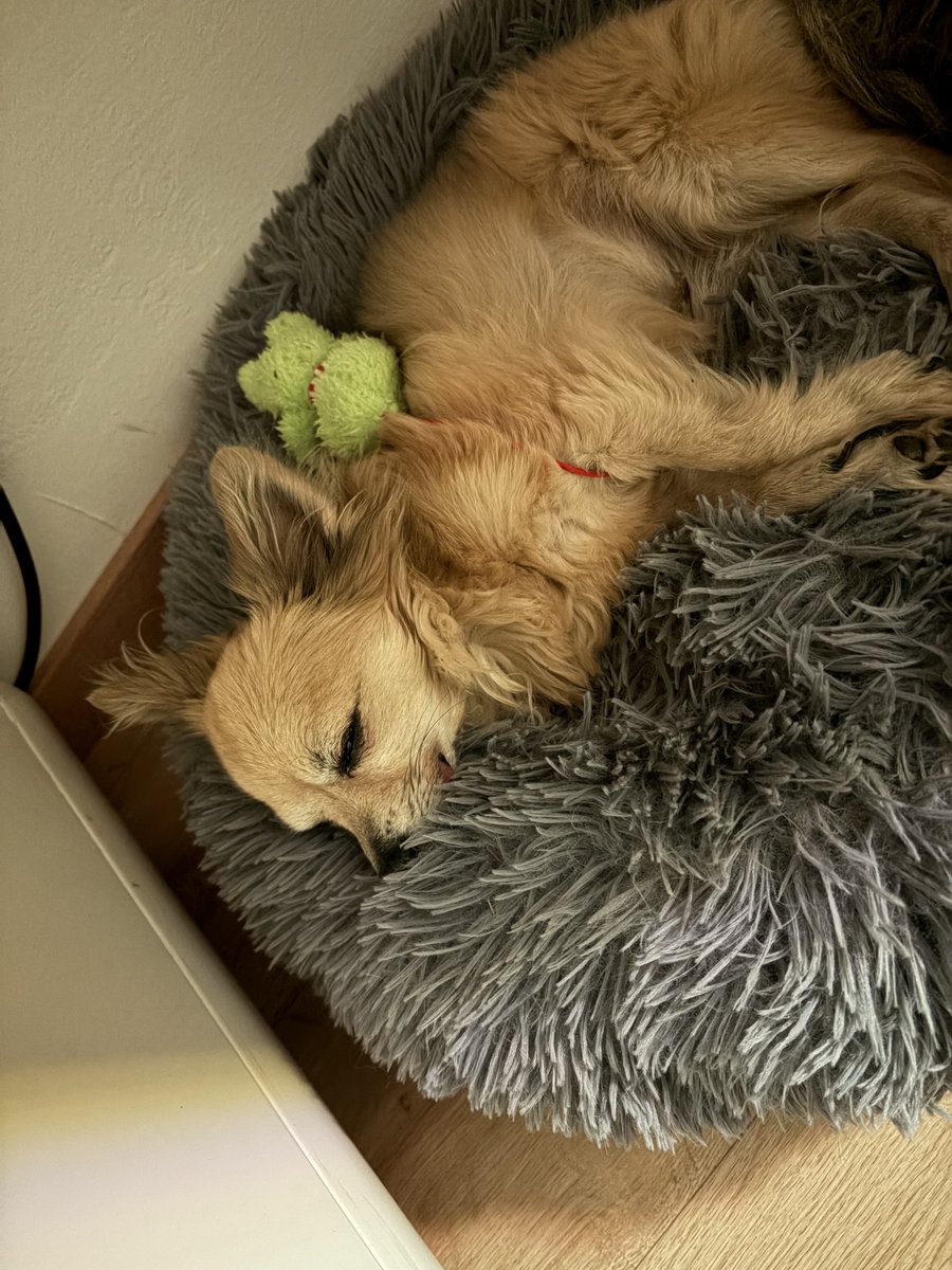 TheDanielGrothe's tweet image. 🎄🐾 A Christmas Wish for Mikey 🐾🎄

This Christmas, we’re not wishing for presents, noise, or stuff that ends up forgotten by January.
Our only real wish this year is more time with Mikey. 

gofund.me/a6a497126
danielgrothe.us/save-mikey

#GoFundMe #dogsofX #dogsoftwitter