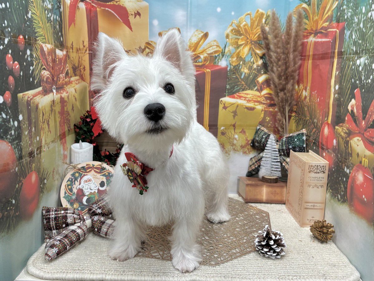 家族が増えました！ ウエストハイランドホワイトテリアの ボルト♂ 5