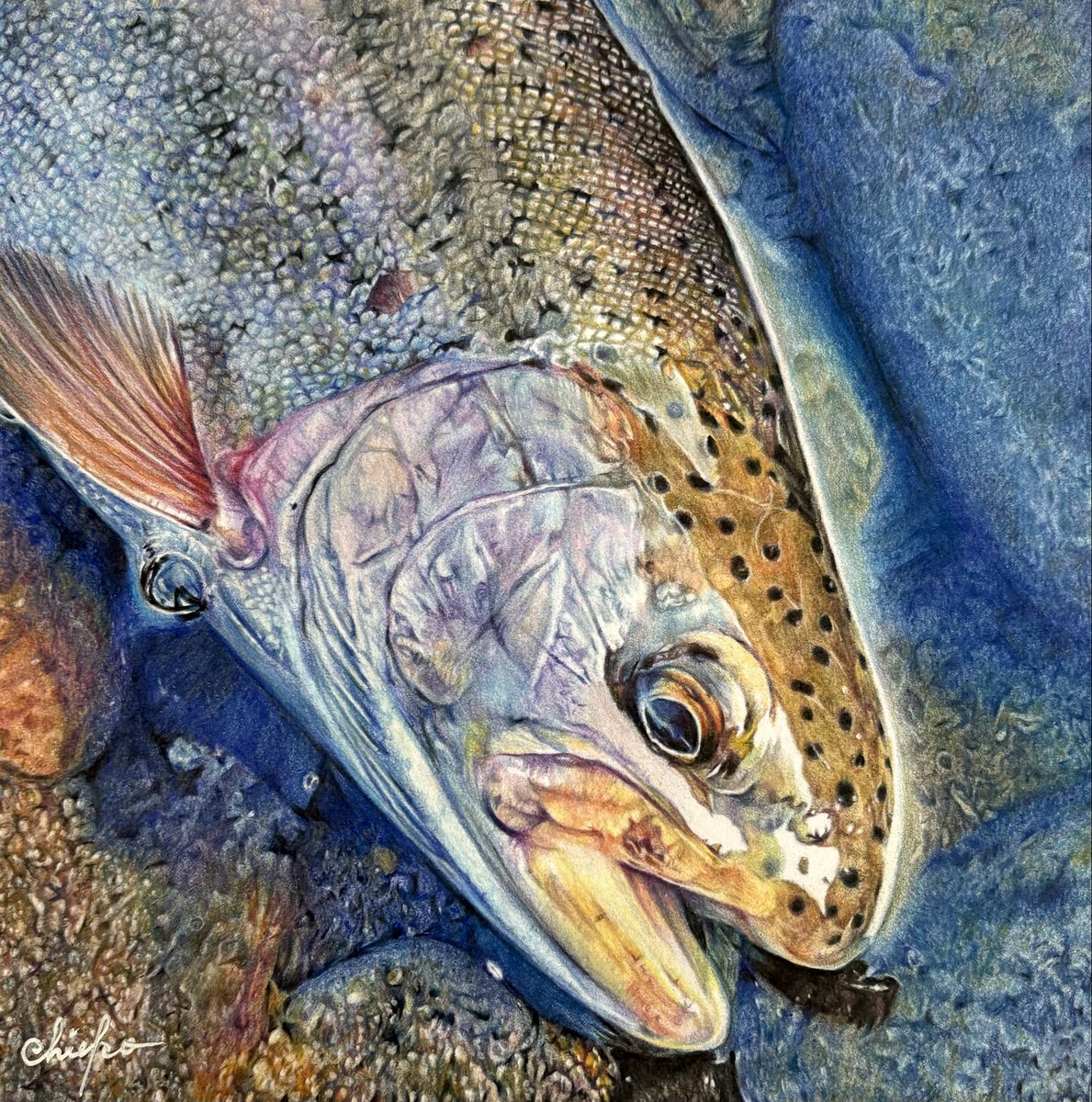 田口 千恵子 tweet media