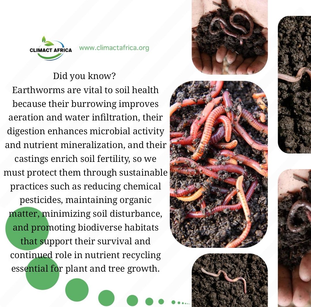 climactafrica's tweet photo. Earthworms are nature’s soil engineers, improving fertility, aeration, and nutrient recycling to support healthy plant growth.

#Earthworms #SoilHealth #EnvironmentalScience #SoilEcology #SustainableFarming #OrganicMatter #Biodiversity #NutrientRecycling  #EcoFriendlyPractices https://t.co/bCs6d1MHrY