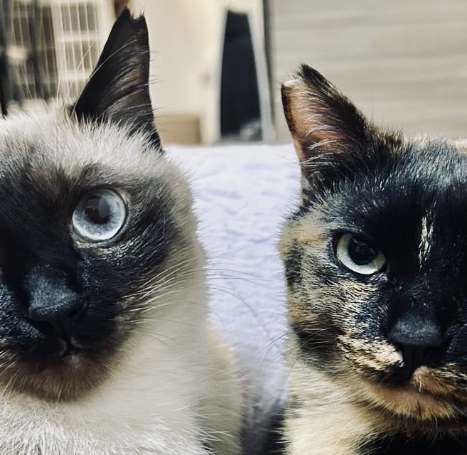 サビ猫サラミ&シャム猫ナッツ (@sarami_0724) / Posts / X サビ猫サラミ&シャム猫ナッツ (@sarami_0724) / Posts / X
