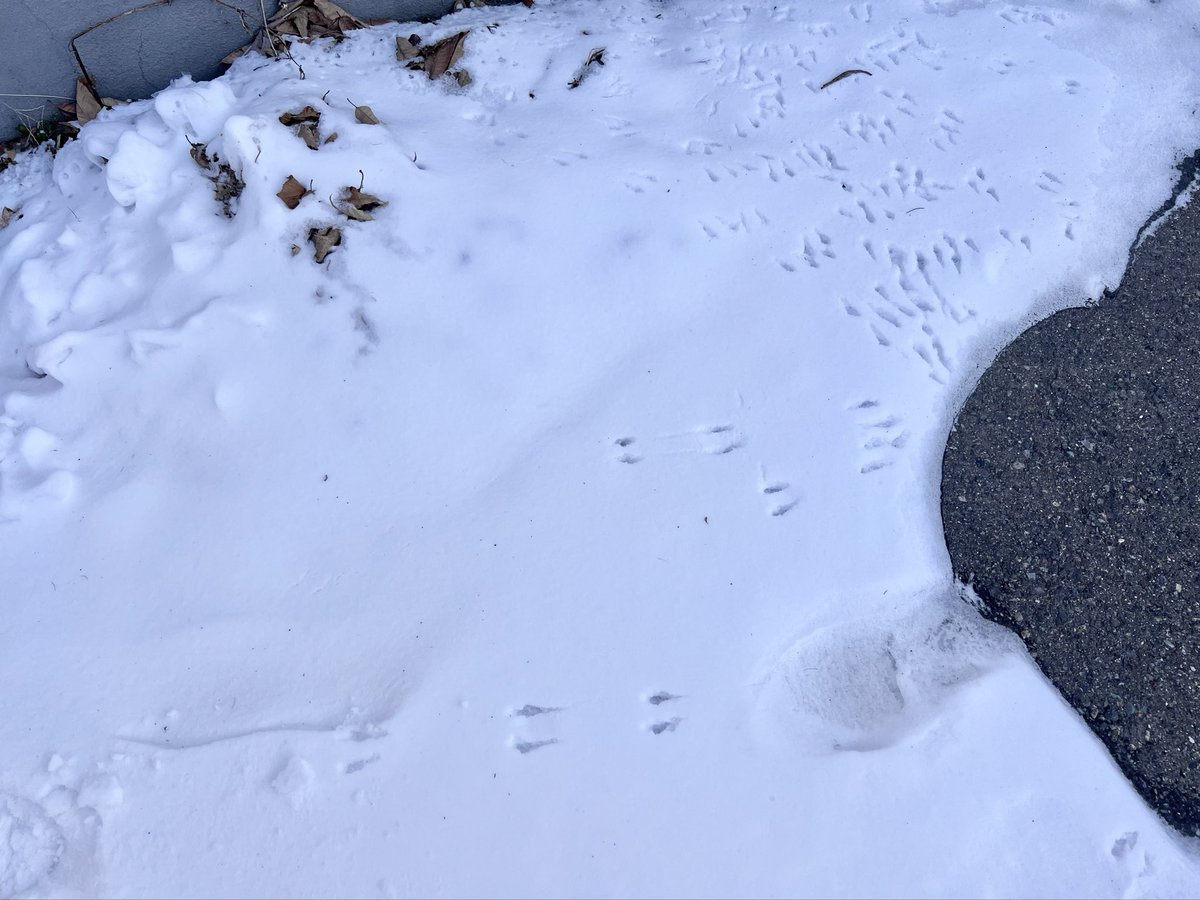 ZothN's tweet image. 朝家から出る前鹿？の足跡がwwwww