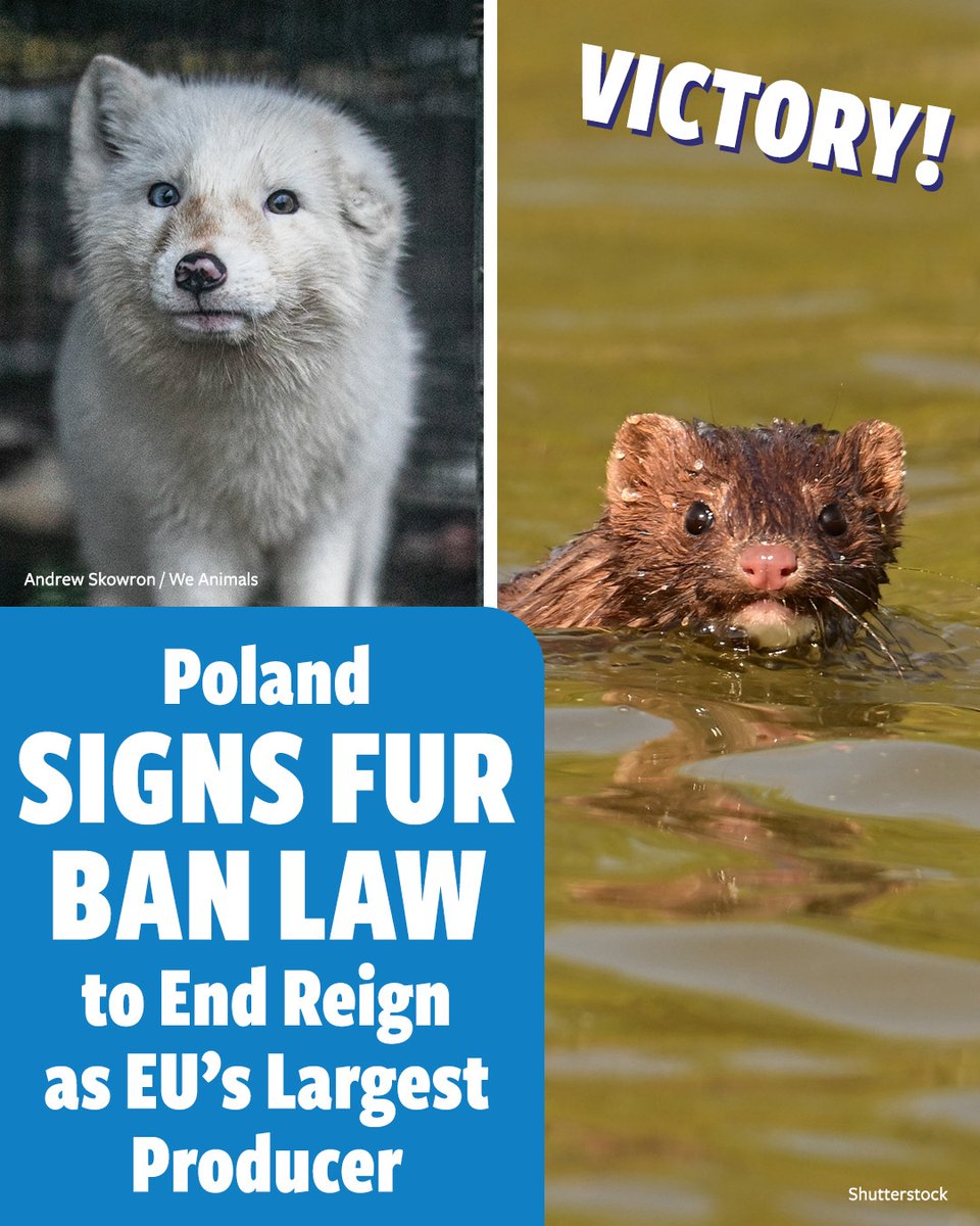 In Defense Of Animals tweet media