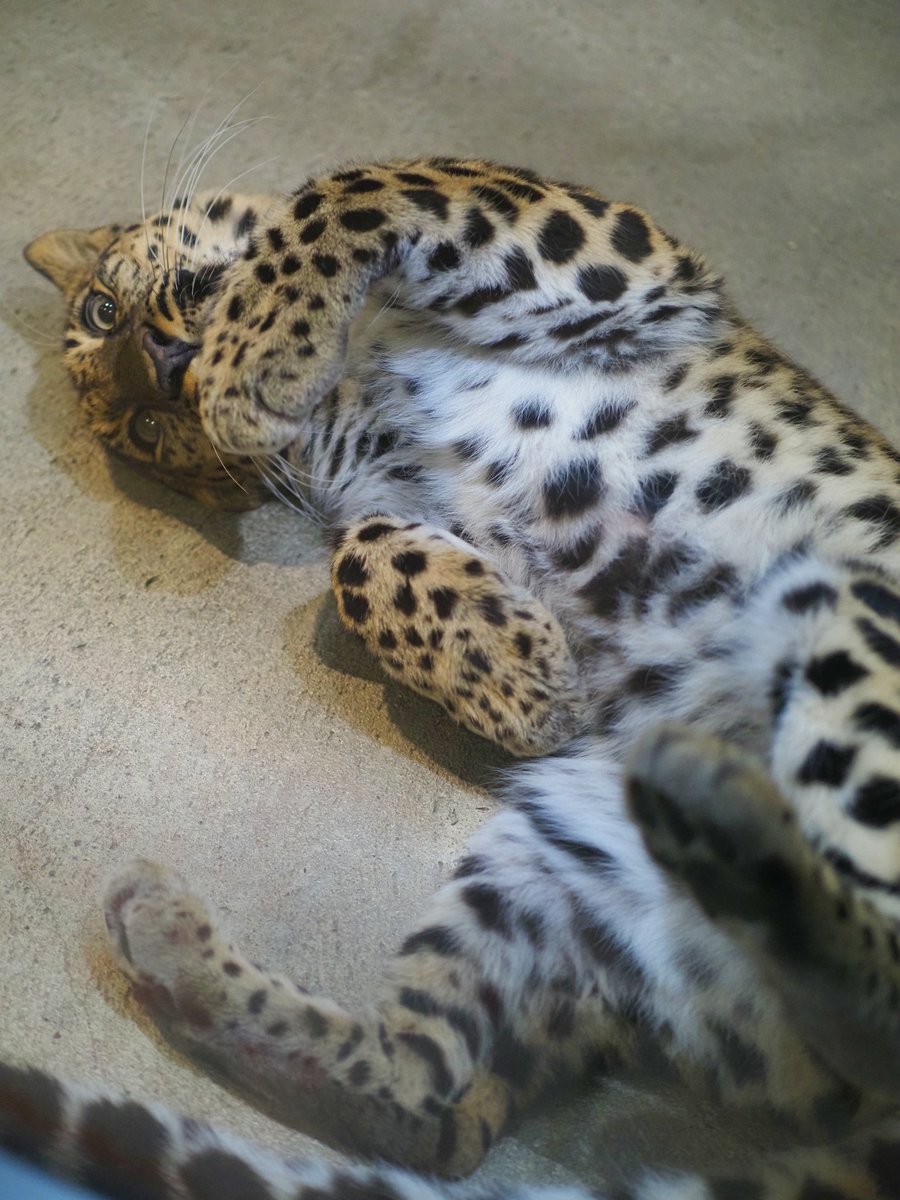かわいいポーズのコロンちゃん🐾 #いしかわ動物園 #アムールヒョウ かわいいポーズのコロンちゃん🐾 #いしかわ動物園 #アムールヒョウ