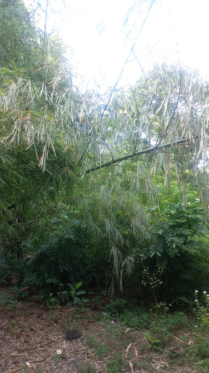seerenihere's tweet photo. Ini kondisi terakhir, ada bambu yang sudah tumbang dan kena kabel. Lokasi di Maguwoharjo, Depok, Sleman https://t.co/w4XLuytQT2