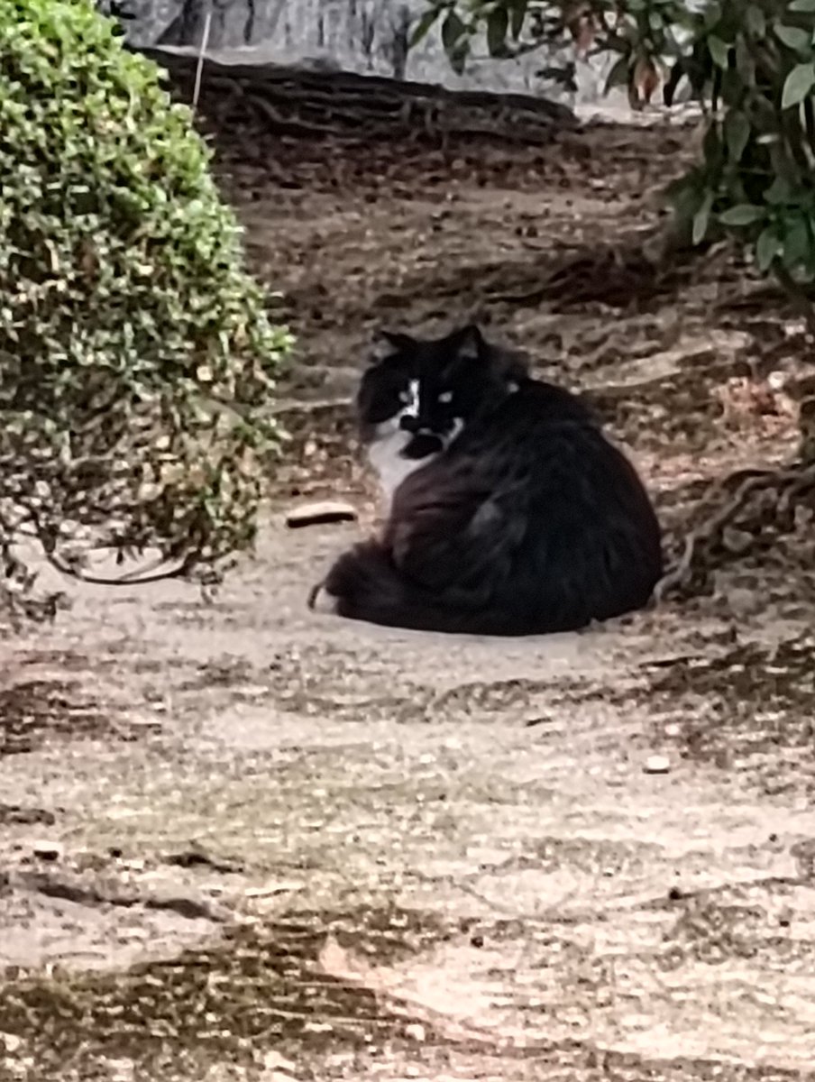 916Funny's tweet photo. 豊川稲荷へ行ったら、長毛・短足の猫ちゃんいた。
飼い猫かな。もしお家があるなら
飼い主さんに繋がりますように。 https://t.co/au3sI0w9ai