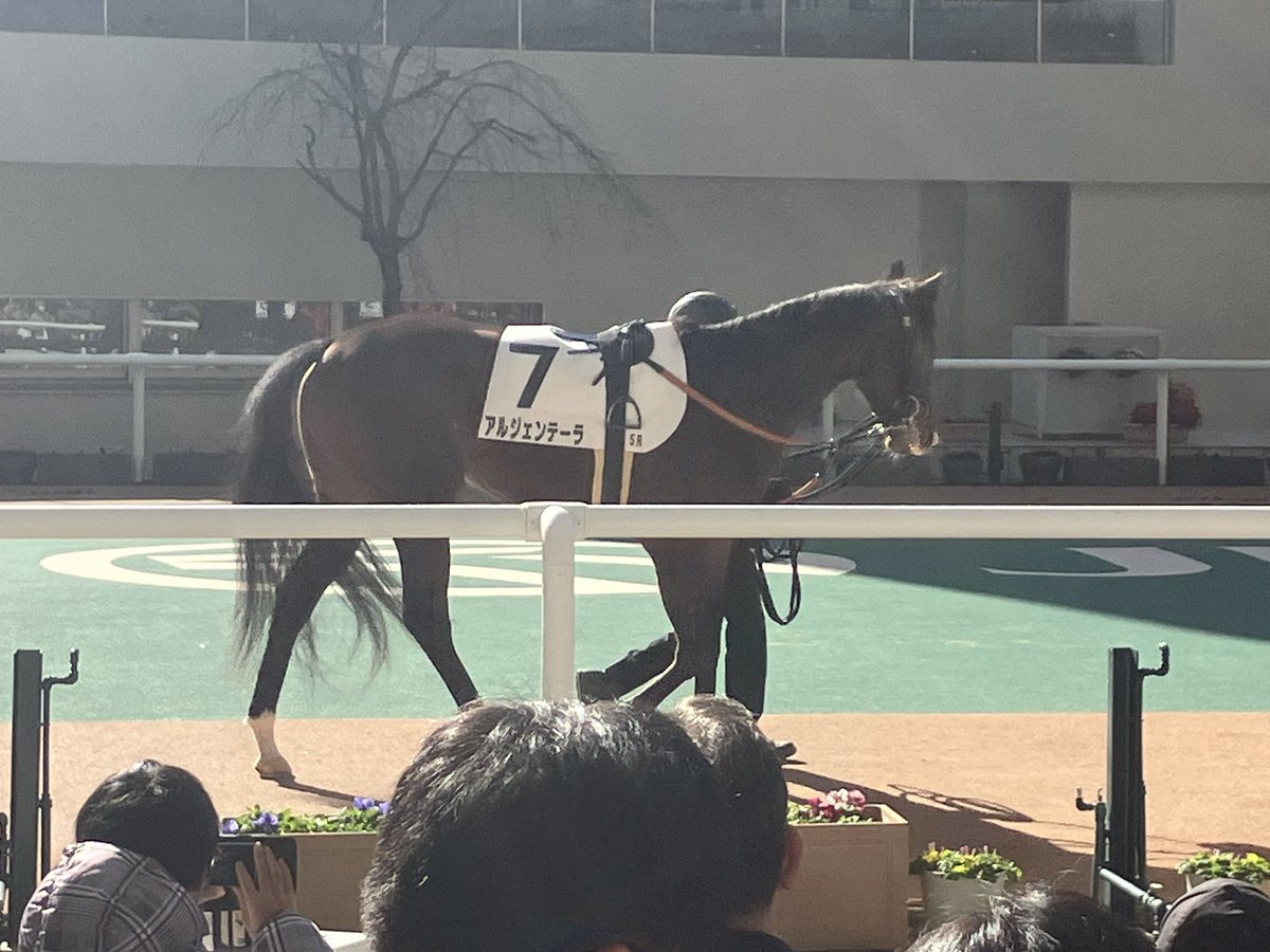 ジェンティルドンナの娘さん、スラッとしてるなぁ、カッコいい。
同じレースで走る5億円ホースとの対決は果たして………？