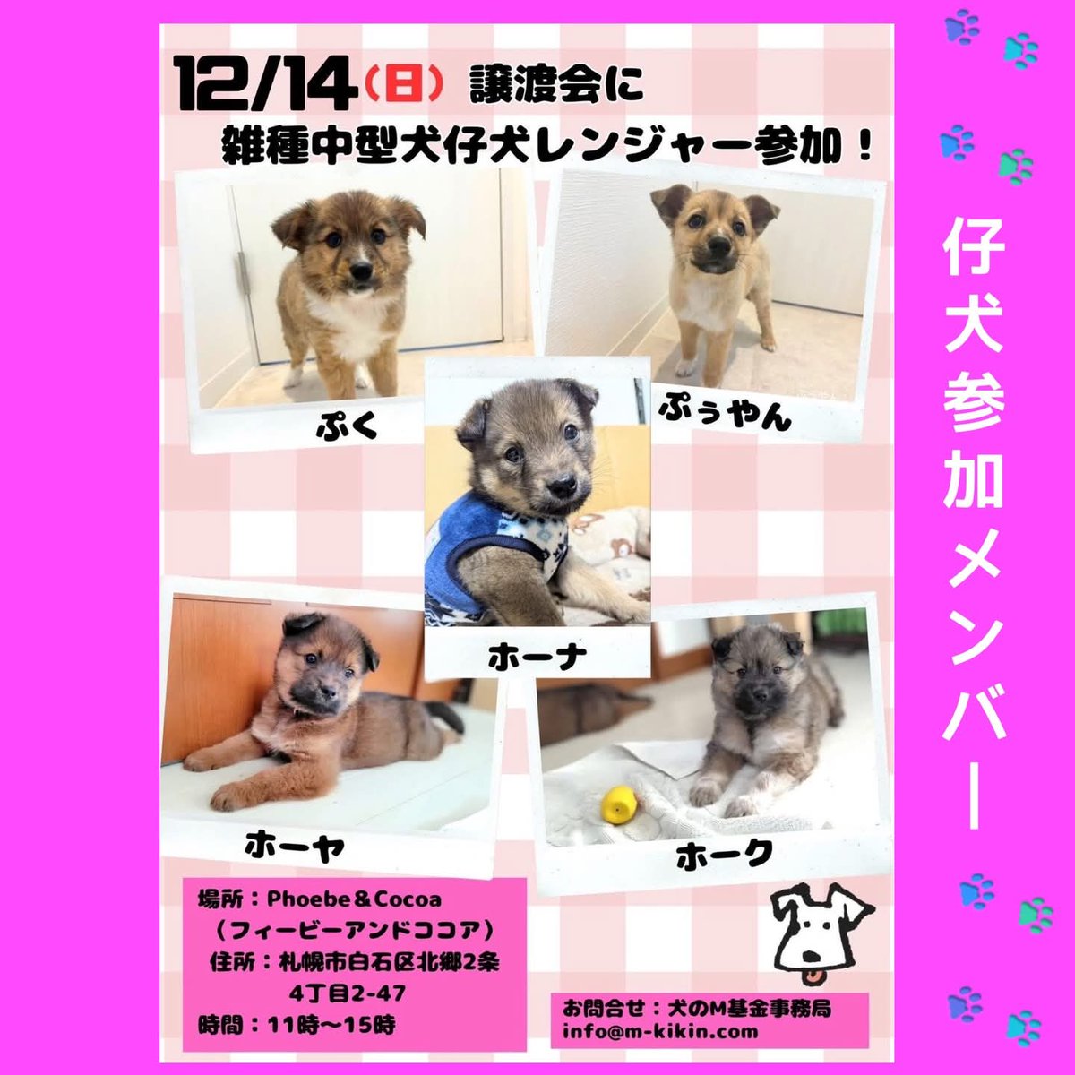🐶ハンデ＆シャイな犬中心の譲渡会🐶
📣仔犬も参加決定📣

参加メンバーのご紹介☆

12/14(日)
フィービー＆ココアに会いに来てねー💗by参加メンバーず

🍀日程はポスターをご覧ください

🍀詳しくはコチラ↓
instagram.com/p/DSLqykZEt2F/…

#ハンデも #シャイも #個性 
#譲渡会 #北海道 #札幌