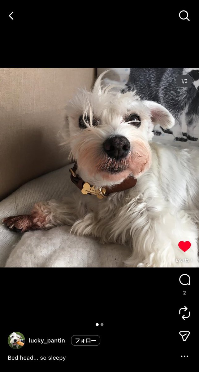 mumcnl's tweet photo. インスタで「bed head animal」とかで調べたら寝癖の動物めっちゃ見れるからほんまにオススメ https://t.co/0qco7zoOXT