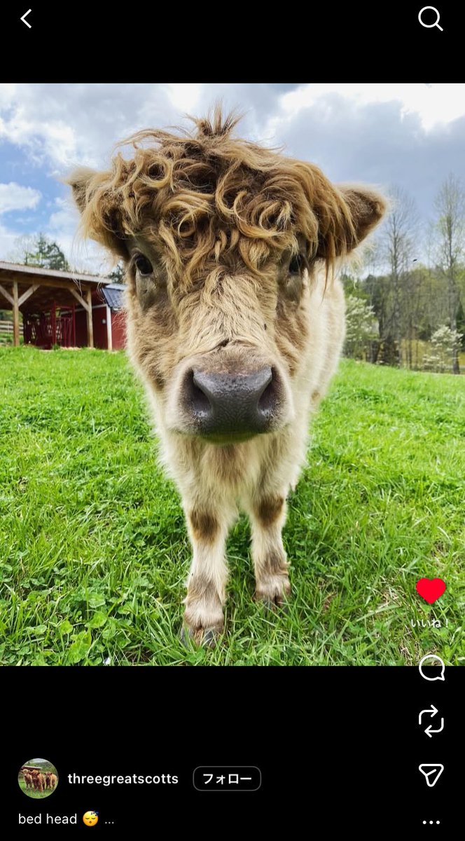mumcnl's tweet photo. インスタで「bed head animal」とかで調べたら寝癖の動物めっちゃ見れるからほんまにオススメ https://t.co/0qco7zoOXT