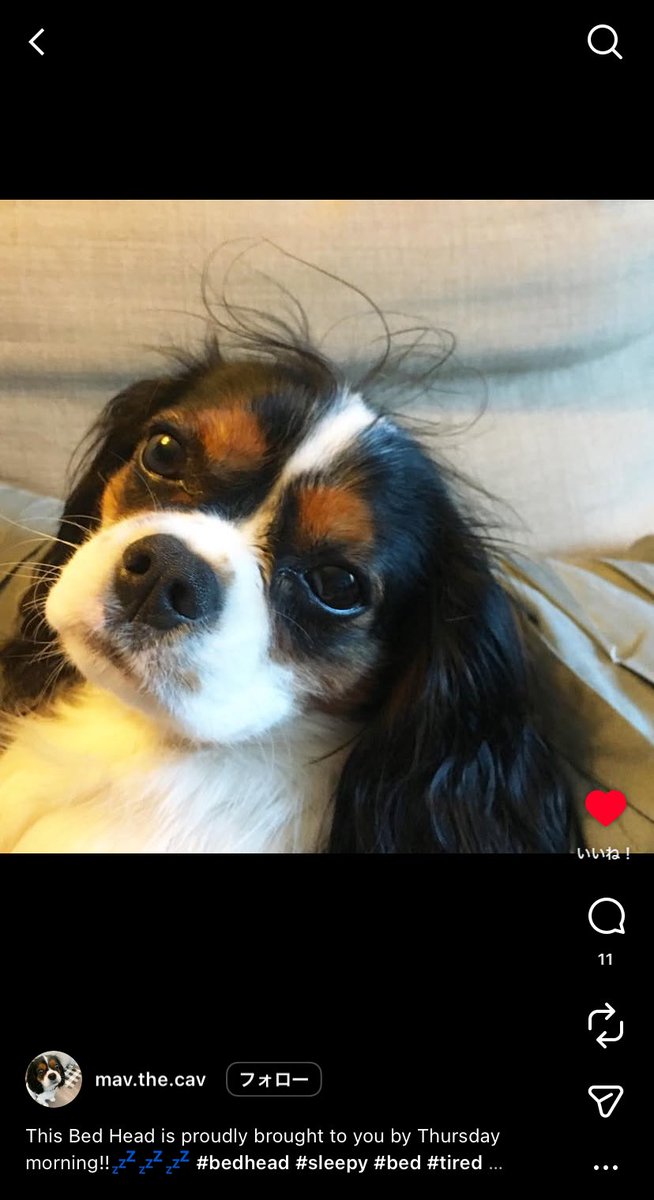 mumcnl's tweet photo. インスタで「bed head animal」とかで調べたら寝癖の動物めっちゃ見れるからほんまにオススメ https://t.co/0qco7zoOXT