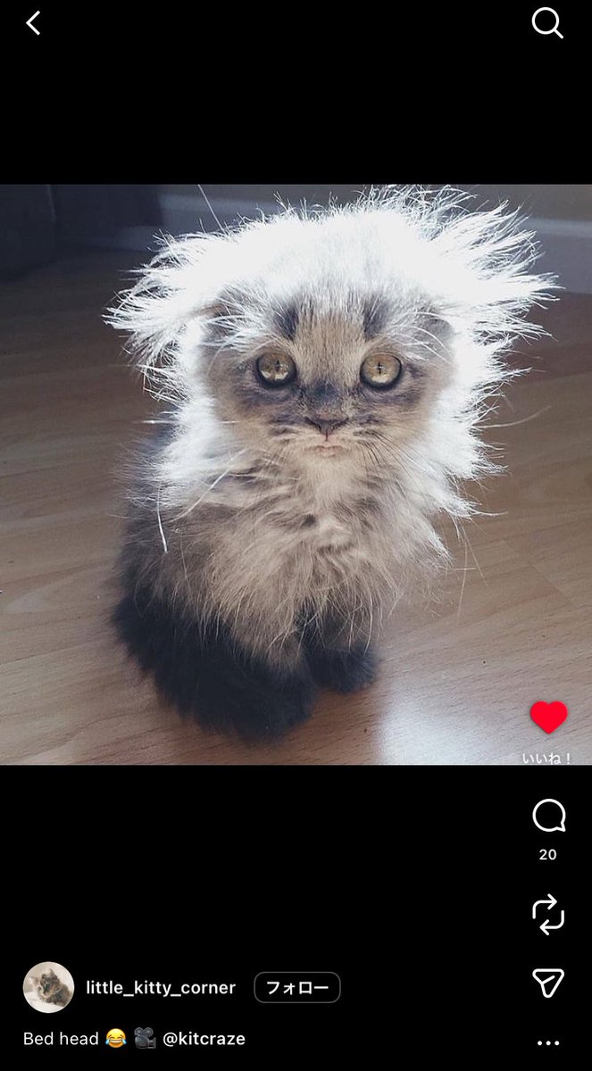 mumcnl's tweet photo. インスタで「bed head animal」とかで調べたら寝癖の動物めっちゃ見れるからほんまにオススメ https://t.co/0qco7zoOXT