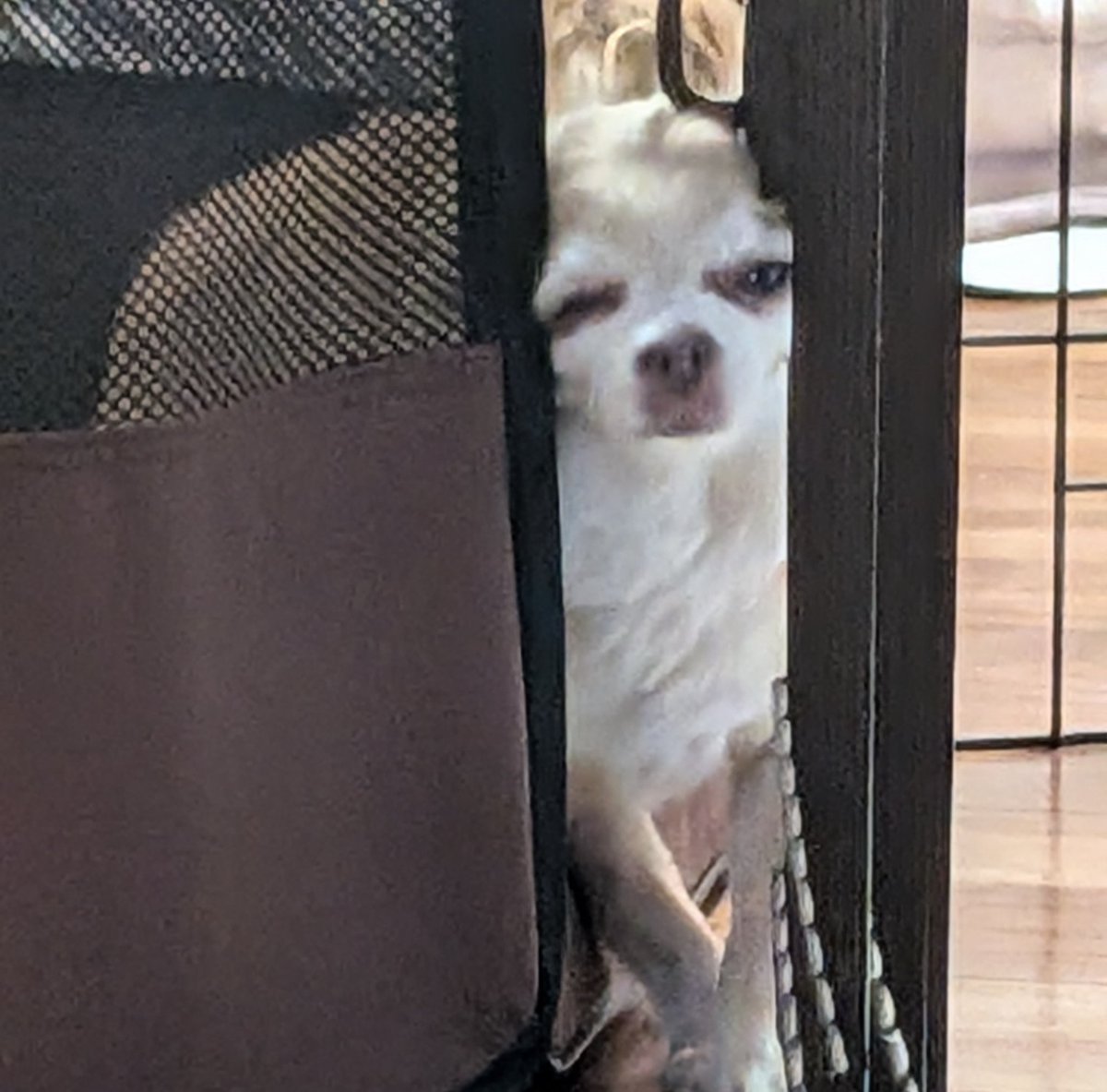 この表情の愛犬ちゃん可愛い。✨🐕️ #チワワ #チワワ可愛い写真