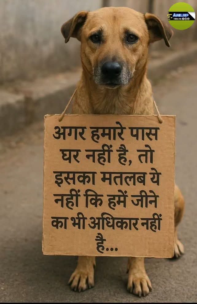 raasikaasubal's tweet photo. #voiceforstraysindia https://t.co/lNiU96JEWs