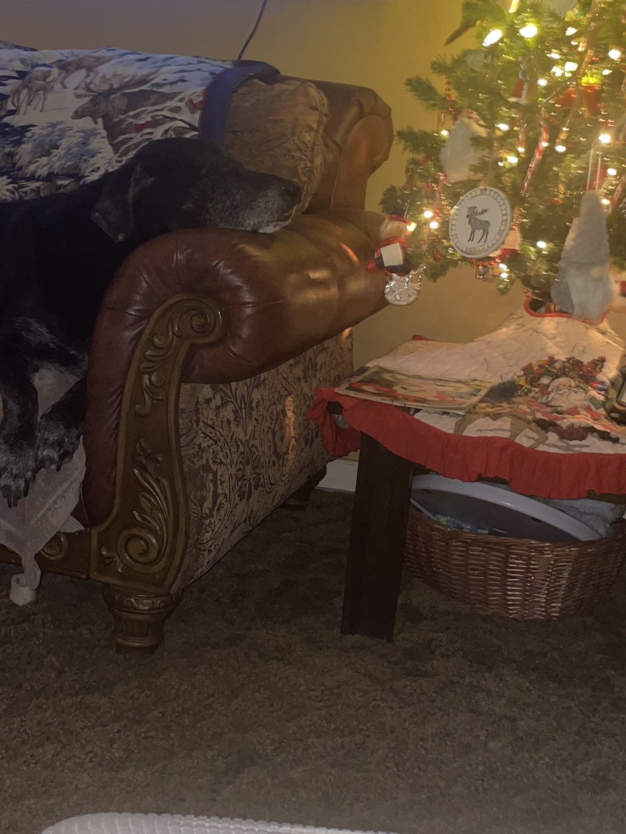 Our sweet boy snoring up a storm ❤️Goodnight everyone 💤