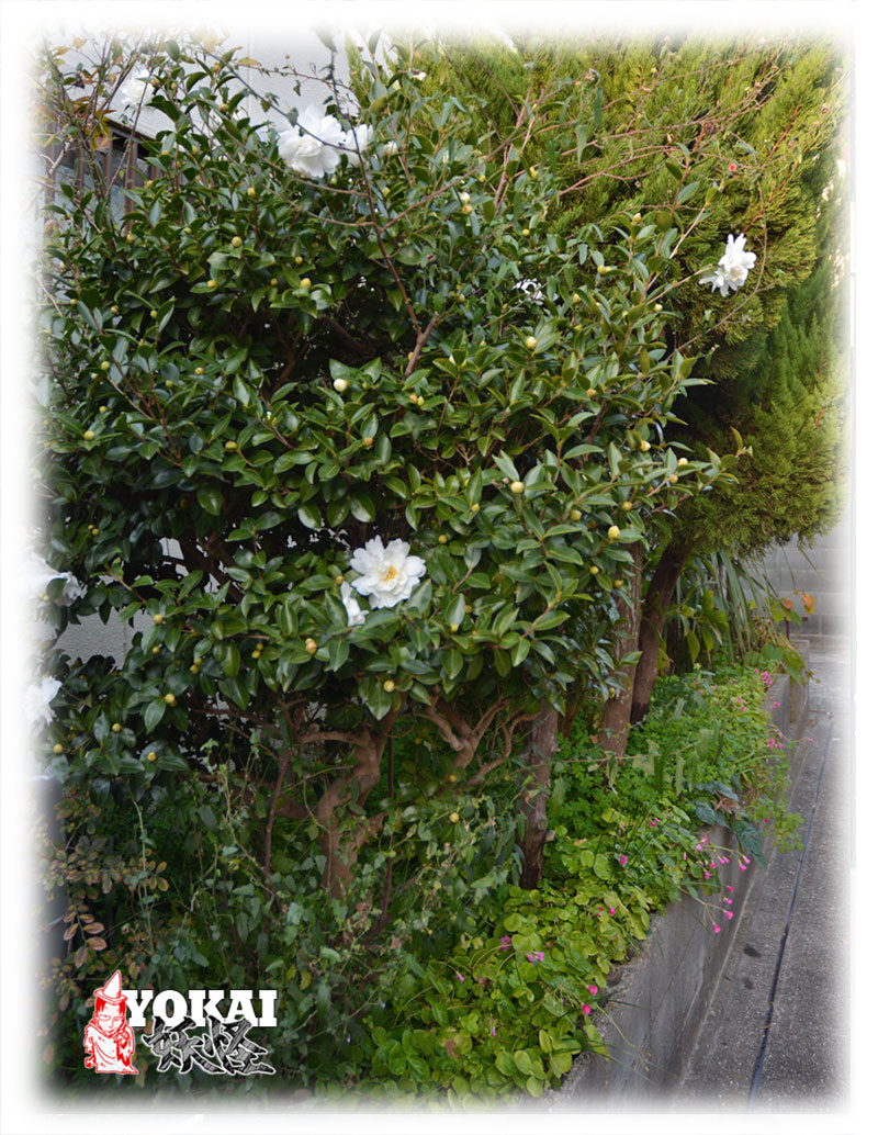 YOKAI_GRA's tweet image. My Winter Flowers - YOKAI’s murmur

Now, in my third winter, the camellia flowers have begun to bloom again. For some reason, this winter doesn't feel lonely.

youkaidaimaou.hatenablog.com/entry/2025/12/…
#Camella #Winter #Third