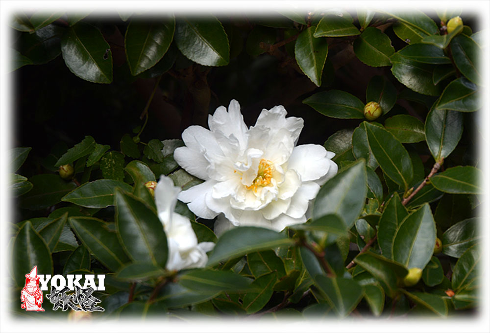 YOKAI_GRA's tweet image. My Winter Flowers - YOKAI’s murmur

Now, in my third winter, the camellia flowers have begun to bloom again. For some reason, this winter doesn't feel lonely.

youkaidaimaou.hatenablog.com/entry/2025/12/…
#Camella #Winter #Third