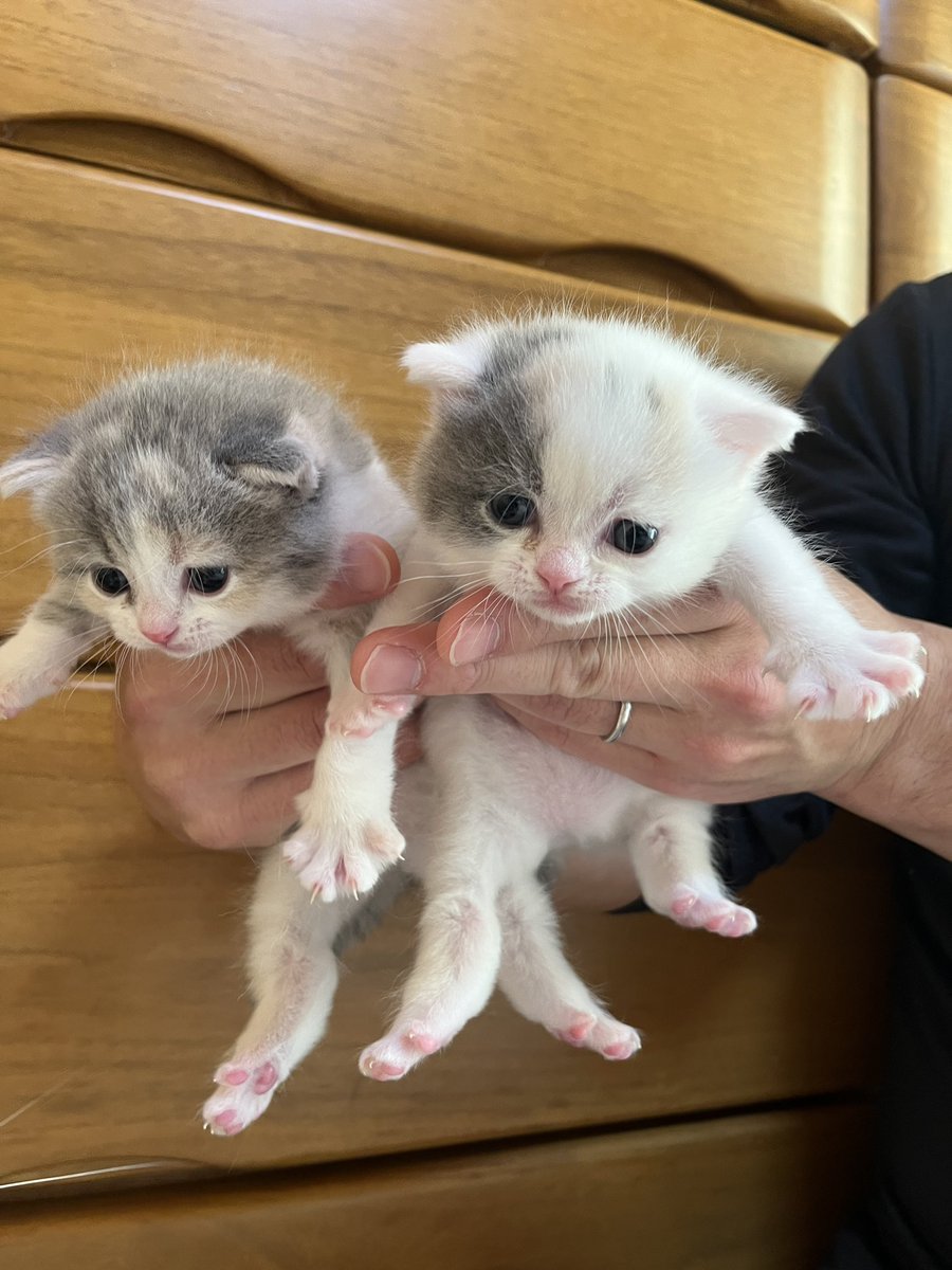 こもも子猫 ふしぎな猫のまちメルティア』最新話が更新されました！モコちゃんと