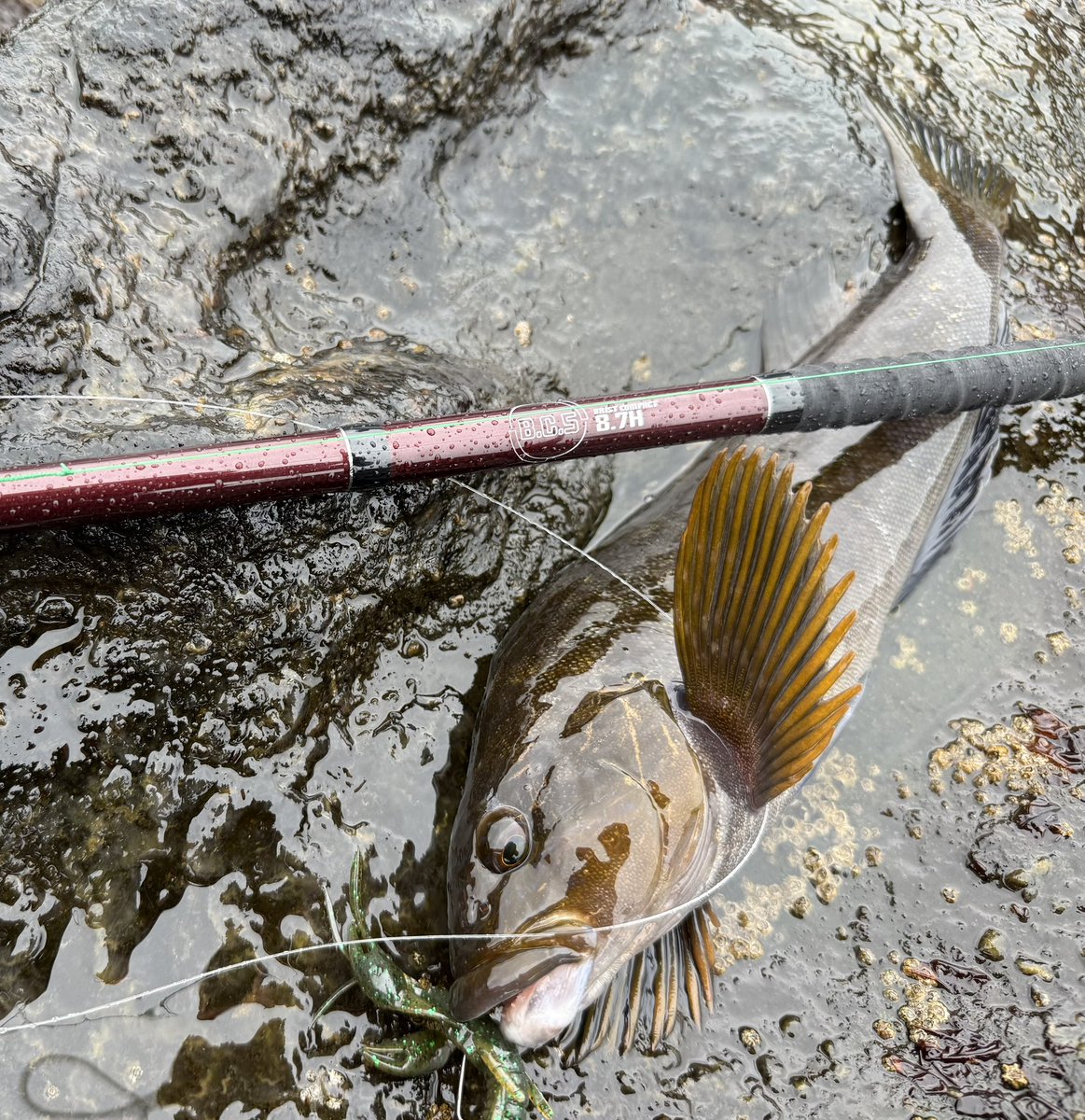 oga_0624_'s tweet photo. fishman   [ BC5 : 87H ] でアイナメ狙い！

5ピースで仕舞寸法56.5cm！
めちゃくちゃコンパクト、車に忍ばせても全然邪魔にならない！そして守備範囲がとにかく広い。ビッグベイト投げたり磯のデカソイを獲る為に導入したロッドだけど10gくらいのフリーリグでアイナメ狙いも⭕️

#fishman
#BC587h https://t.co/Fq3X56B2sd