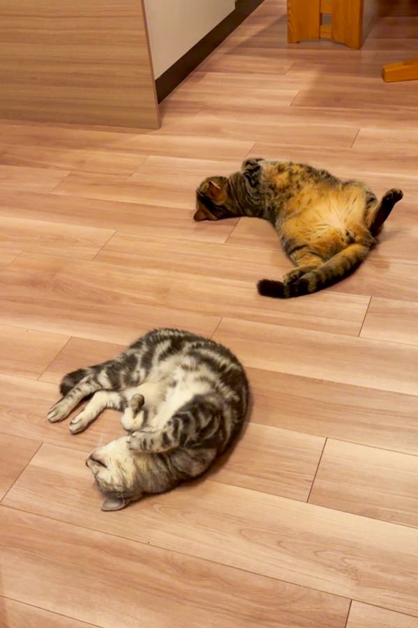 cat_anko3's tweet photo. 猫がケンカしてたから床暖つけたら平和になった https://t.co/YYJofec9zm