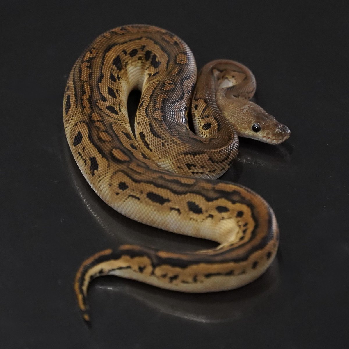 ぺぴ様 the GALLERY 販売予定個体 ［Ball Pythons as living art］ 0.1