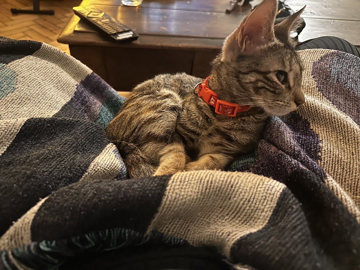 Estaba mirando una peli y vino solita a acostarse arriba mío. No puedo amarla tanto, pensé que lo mejor del 2025 había sido aprender a nadar, pero llegó ella.