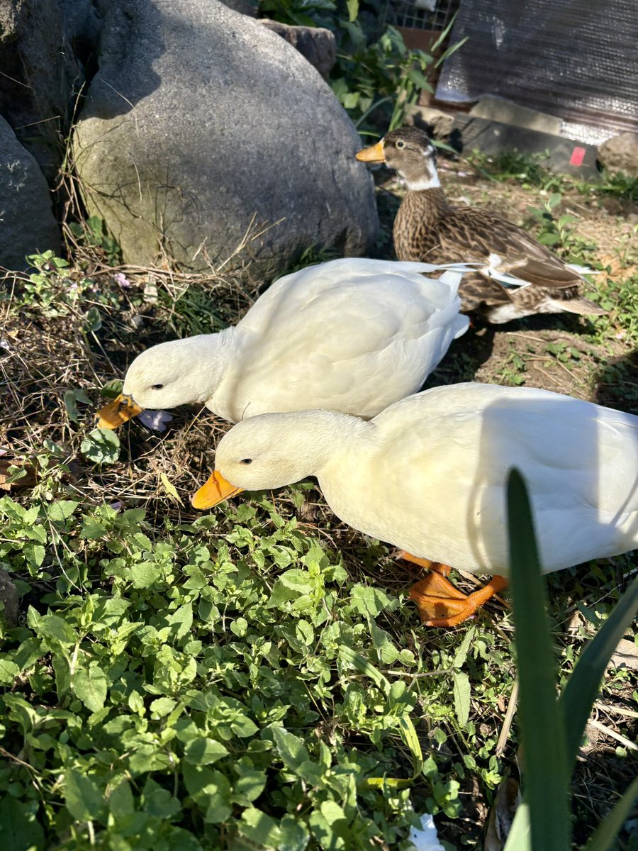 あひらあにごう＠✨ The best professional athlete 💫 (@ahiraa2go